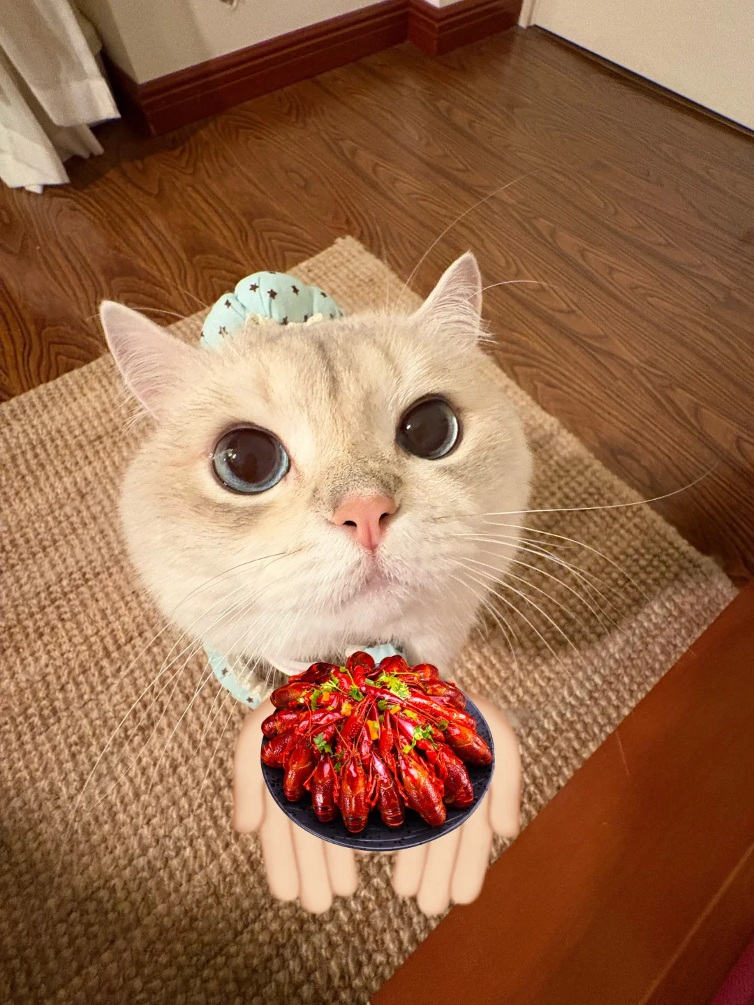 小猫厨师请泥们吃小龙虾🦞