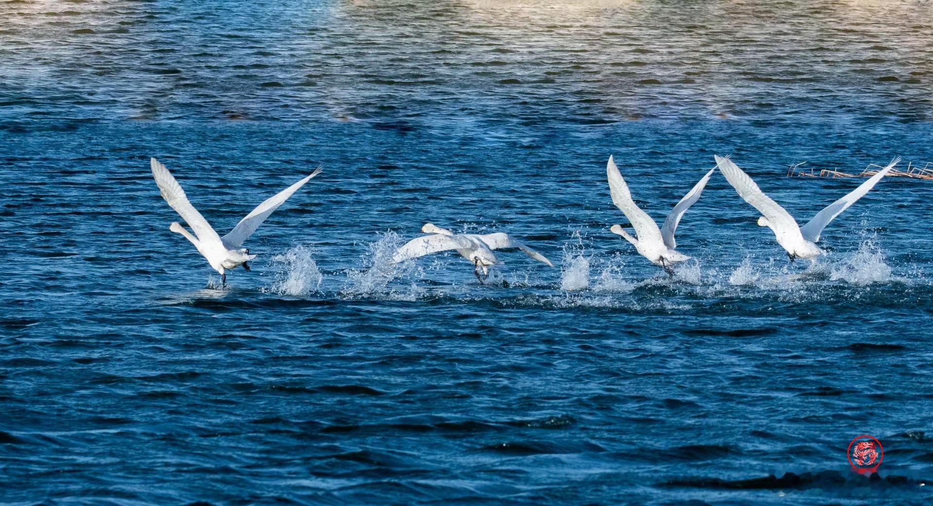 #寻美内蒙古# 美丽的内蒙古巴林左旗，天蓝、水清。每年，上万只候鸟在这里停歇、繁