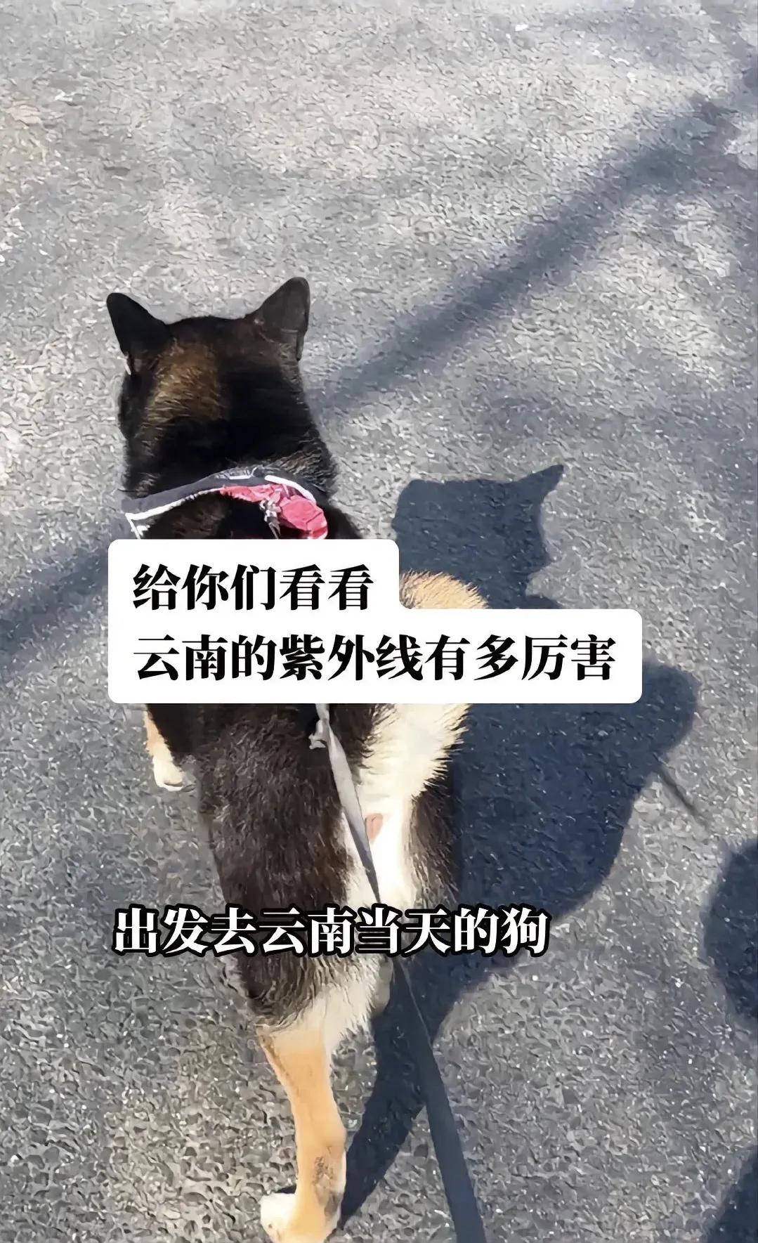 两张图告诉你云南的紫外线到底有多厉害