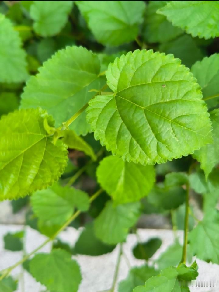 我第一次听说，桑树叶还可以吃！
小数曾经有过蚕宝，宝蚕宝宝就是吃桑树叶，桑树其实