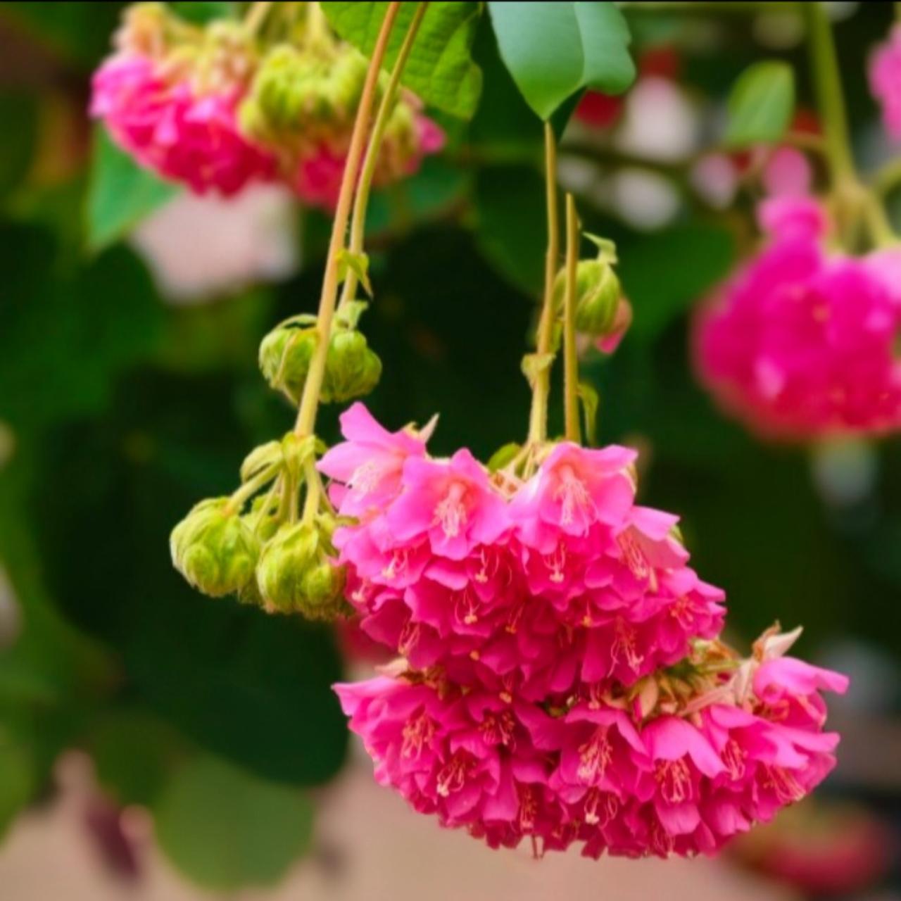 芙蓉花：
垂首不语，独自潋滟