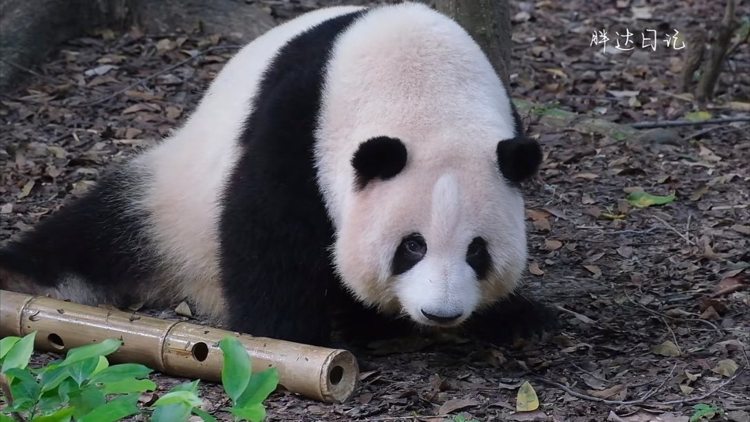 看到这个长视频挺感慨的，仔仔细细看下来，感觉花花真的长大了好多好多。虽然每天会看