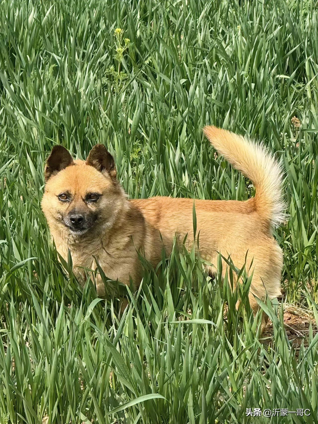 我家小狗狗，两只耳朵竖起来好可爱，尾巴翘起来，虎头虎脑的，好可爱奥！