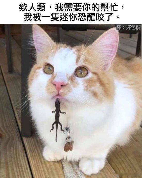 迷你恐龙 ​​​