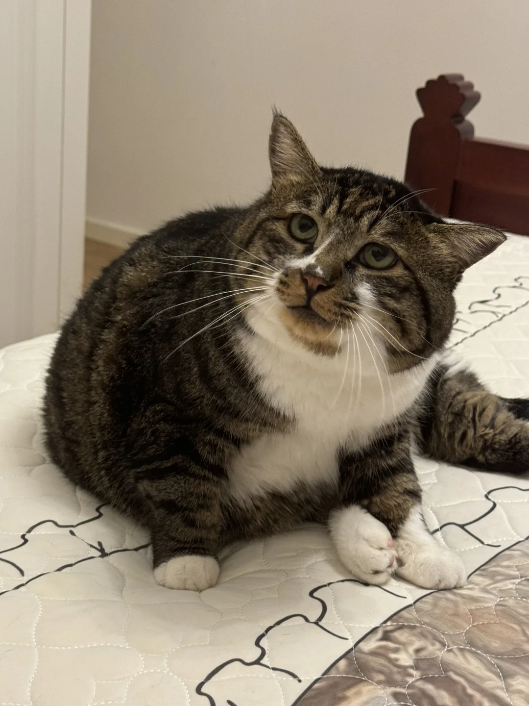 呆呆傻傻的小样子