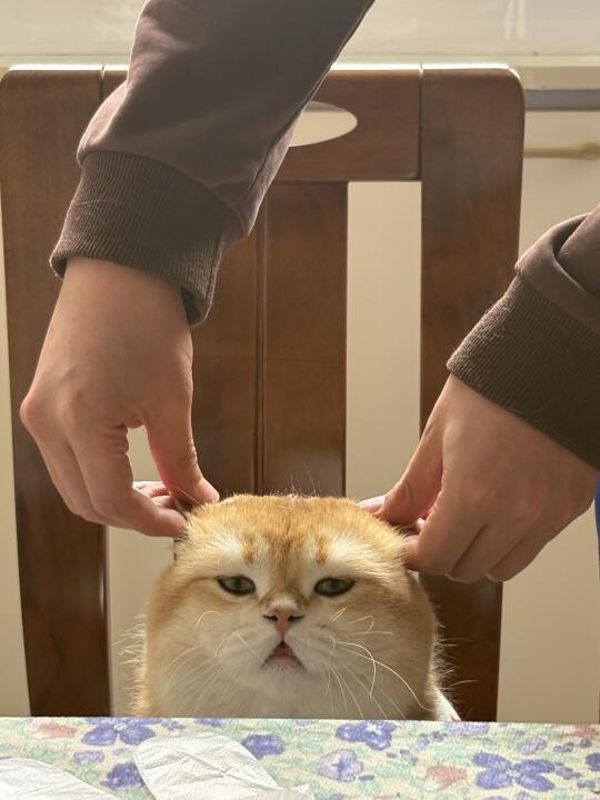 薯球：我是什么很好欺负的小猫吗！！