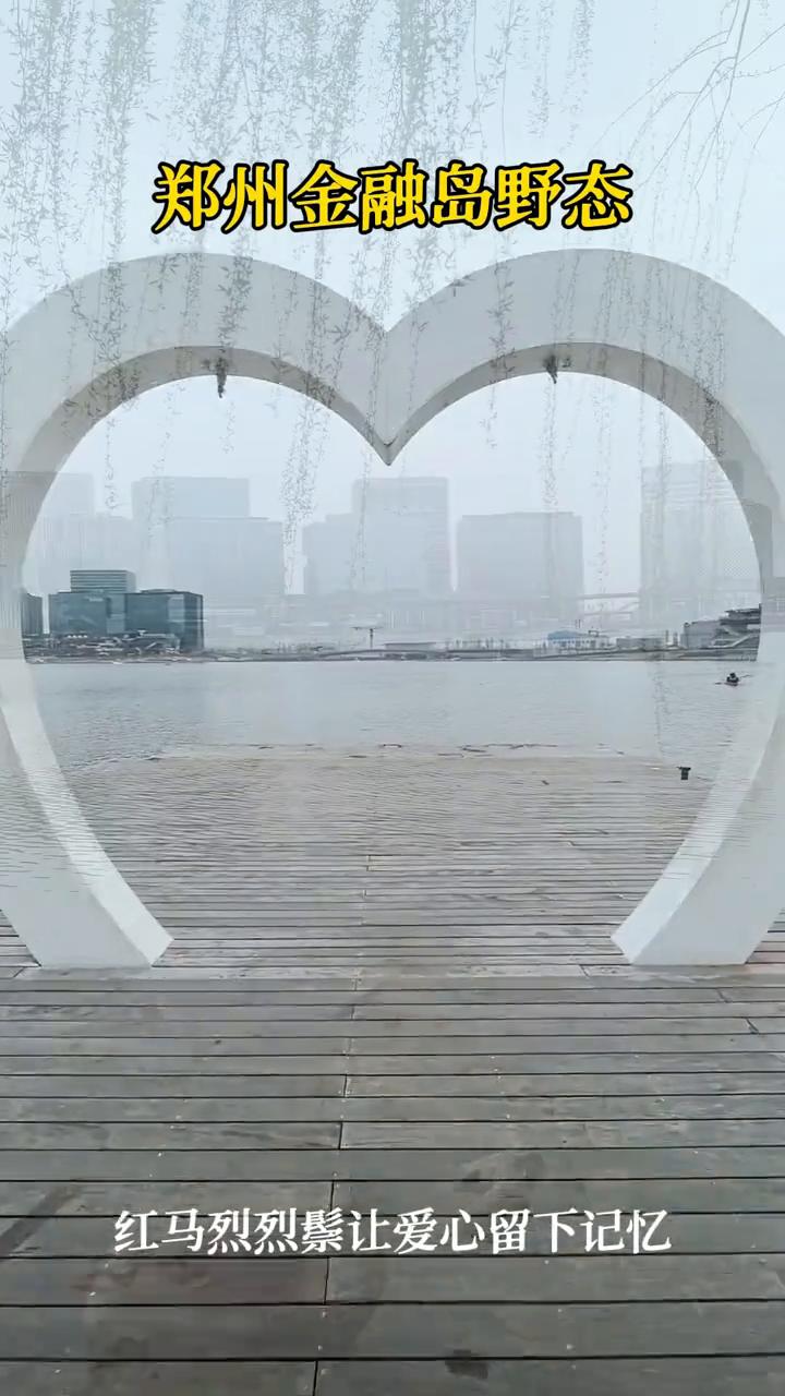 郑州金融岛野态。
红马烈烈鬃让爱心留下记忆。