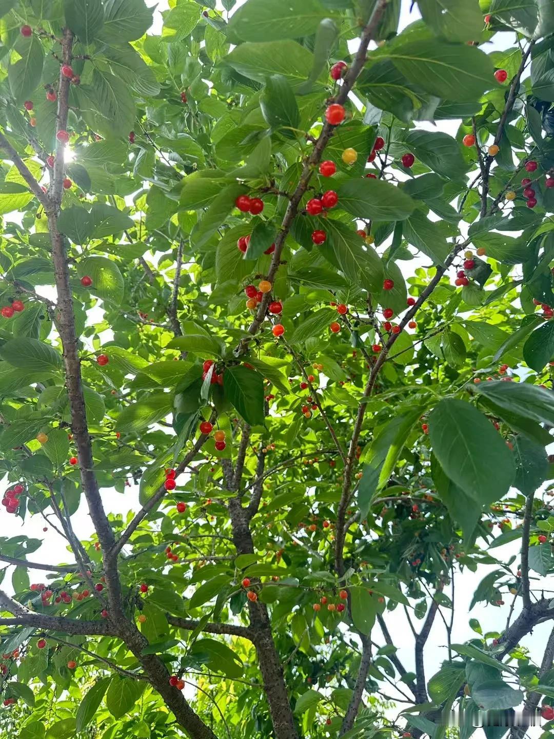 五一节快乐多，上山下河，野外烧烤，玩的很hapyy!
    摘樱桃，讨竹笋。