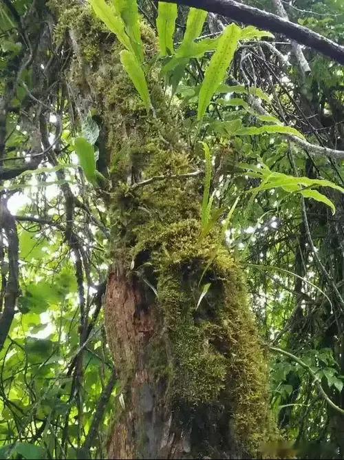 西藏松树顶开出杜鹃花大自然在70米高空藏着浪漫三百年前，一粒大花杜鹃的种子被风送