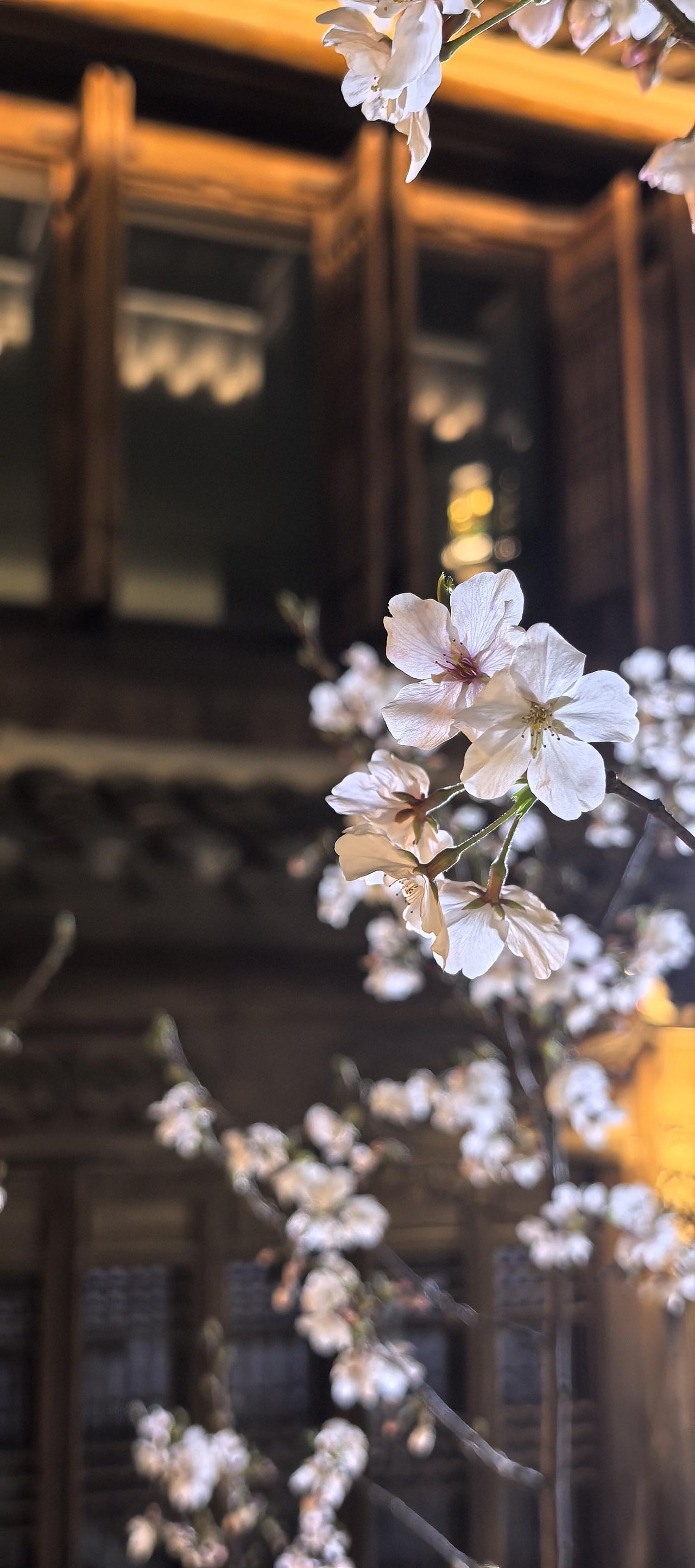 花都是花。
人都是人
不同环境背景下
会呈现完全不一样的状态。
花再好看
也需要