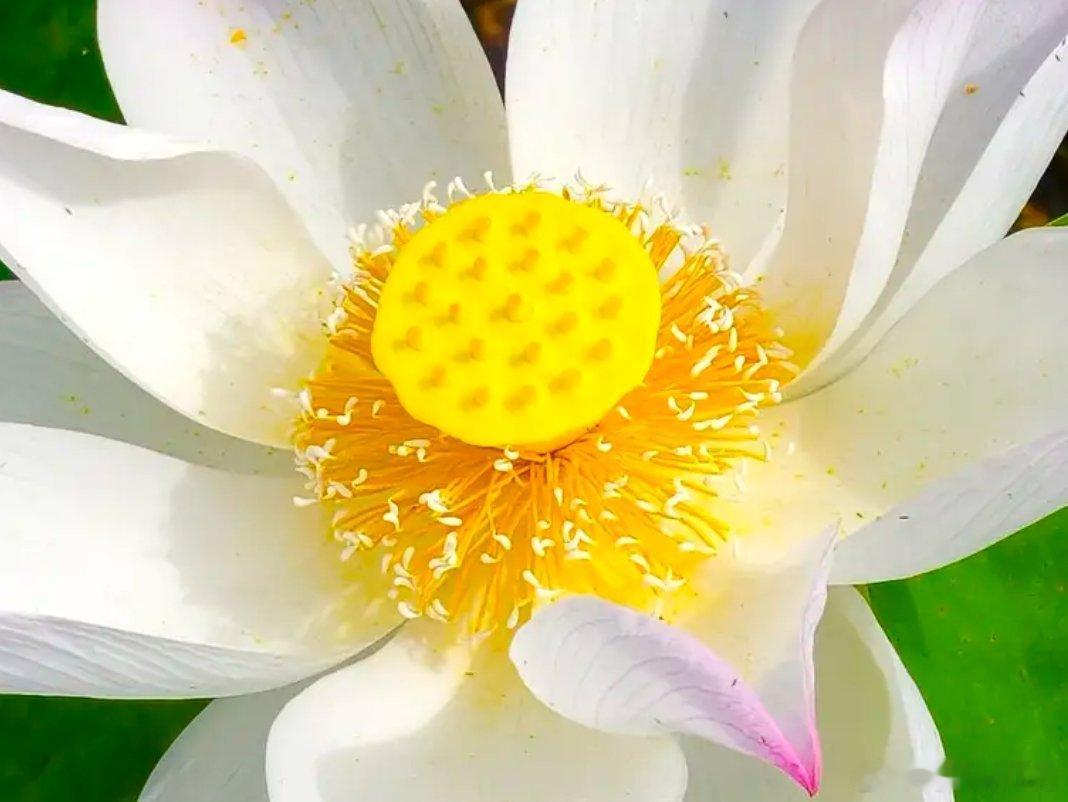 随手拍 嫩黄的荷花蕊，藏在荷花瓣中间，细细软软裹着清甜淡香，风一吹就轻轻晃动，看