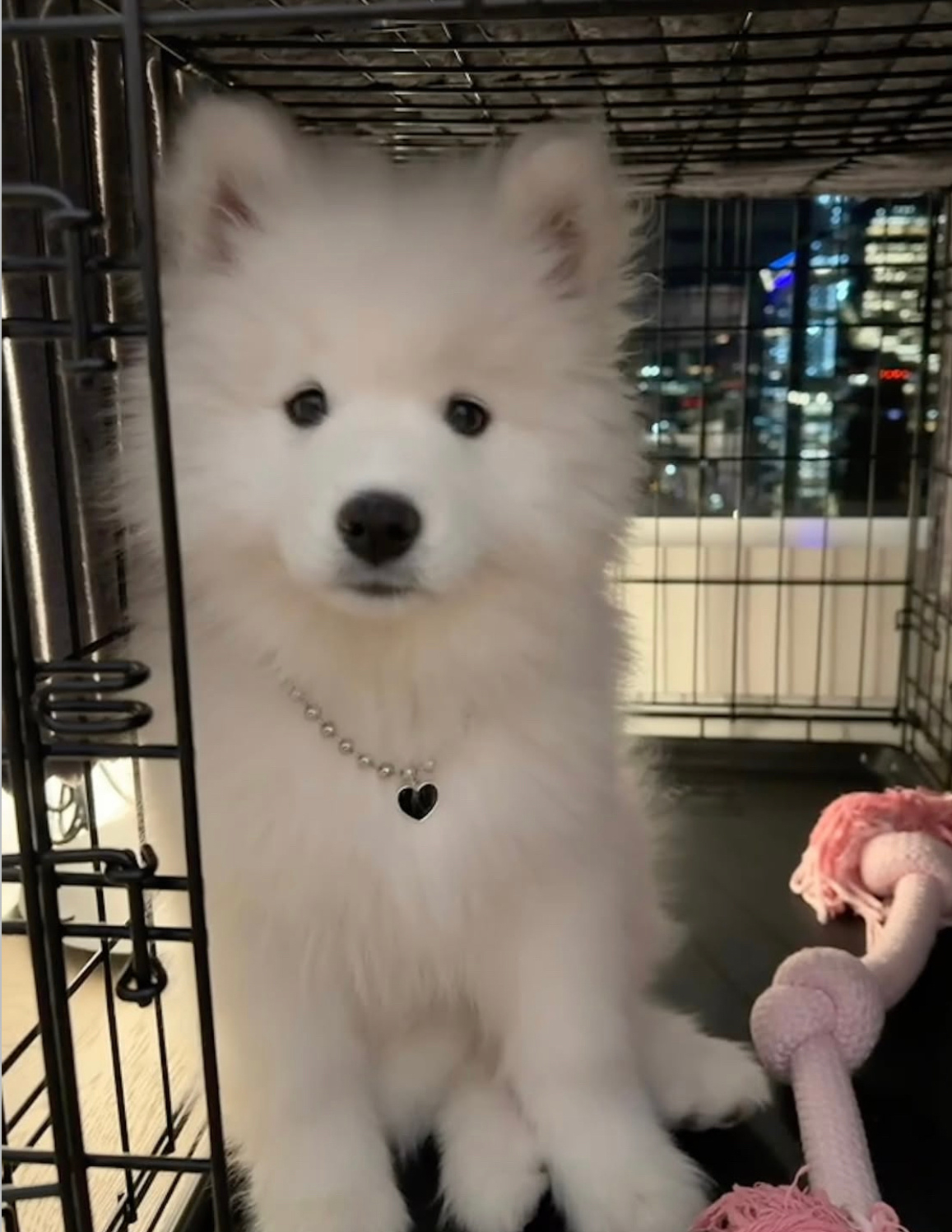 我今天有好好的看家哦 