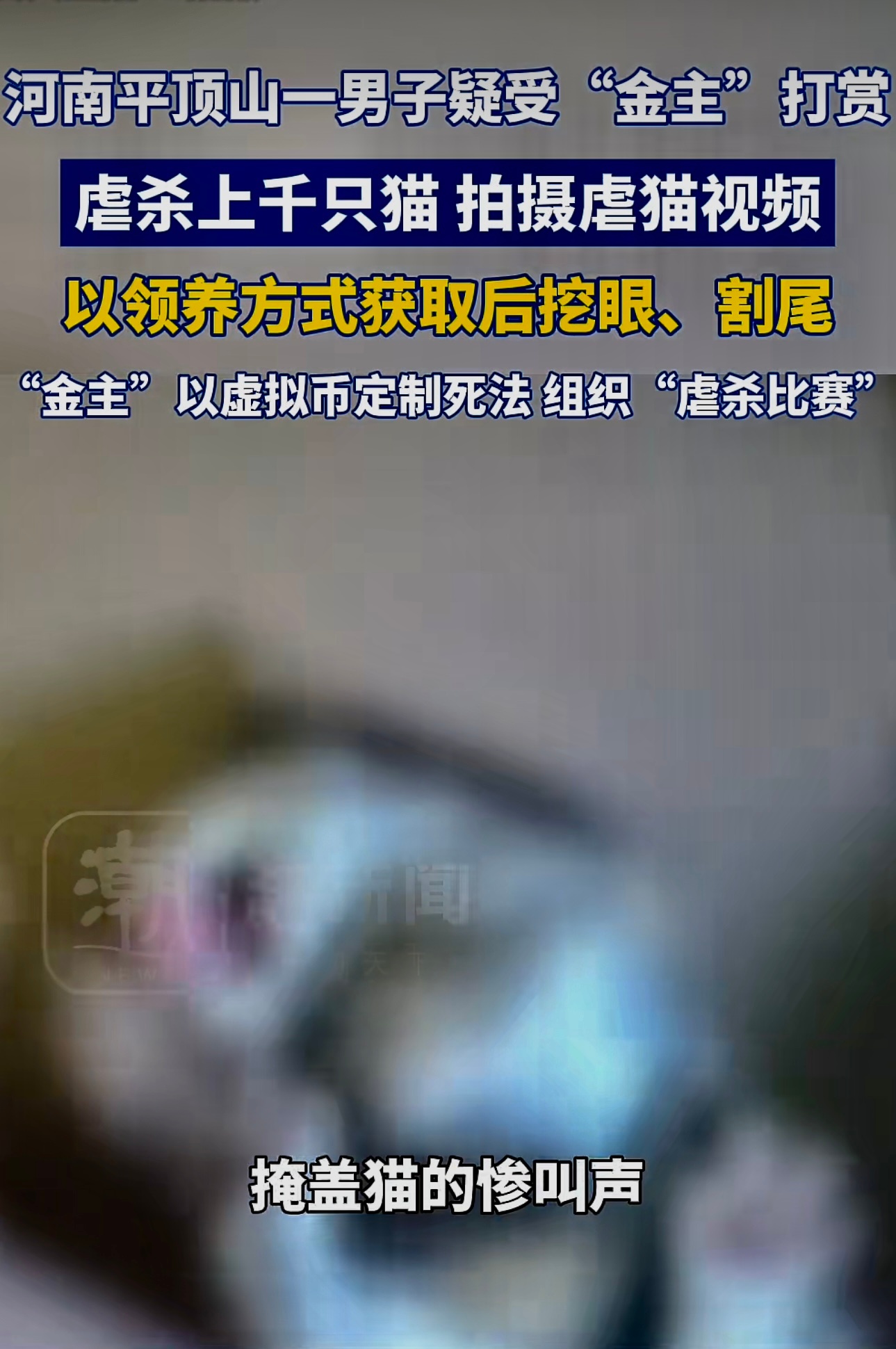 河南平顶山一男子疑受金主打赏虐杀上千只猫，以领养方式获取猫，在家中调大电视音量掩
