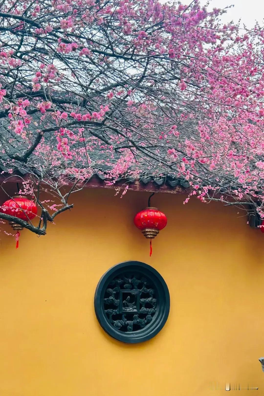 铁佛寺的梅花
网红
铁佛寺梅韵 九峰寺梅花 铁佛寺红梅