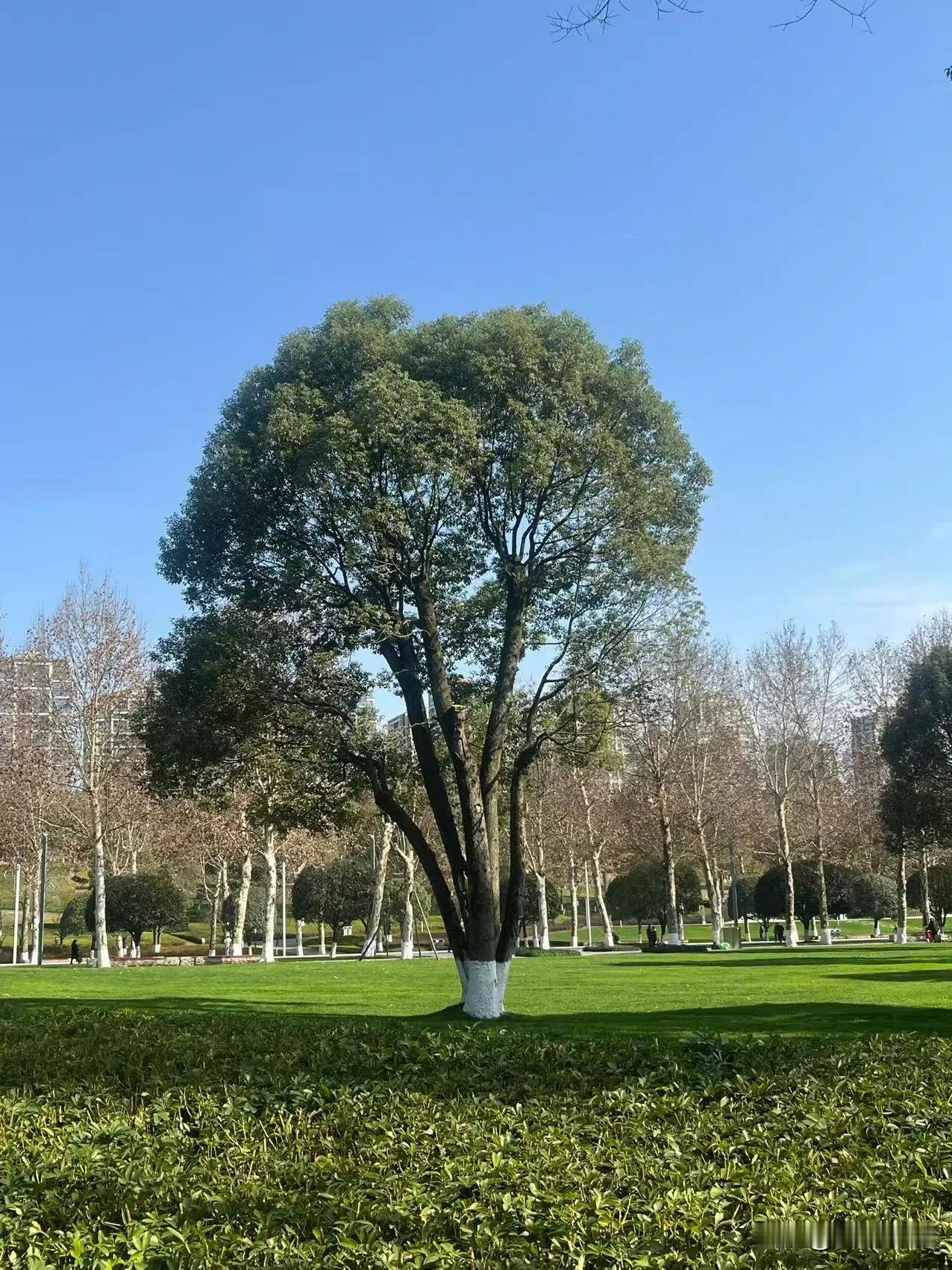 莫负好春光，重庆踏青赏花好去处！

春和景明，春天就是要外出逛公园。早春二月，重