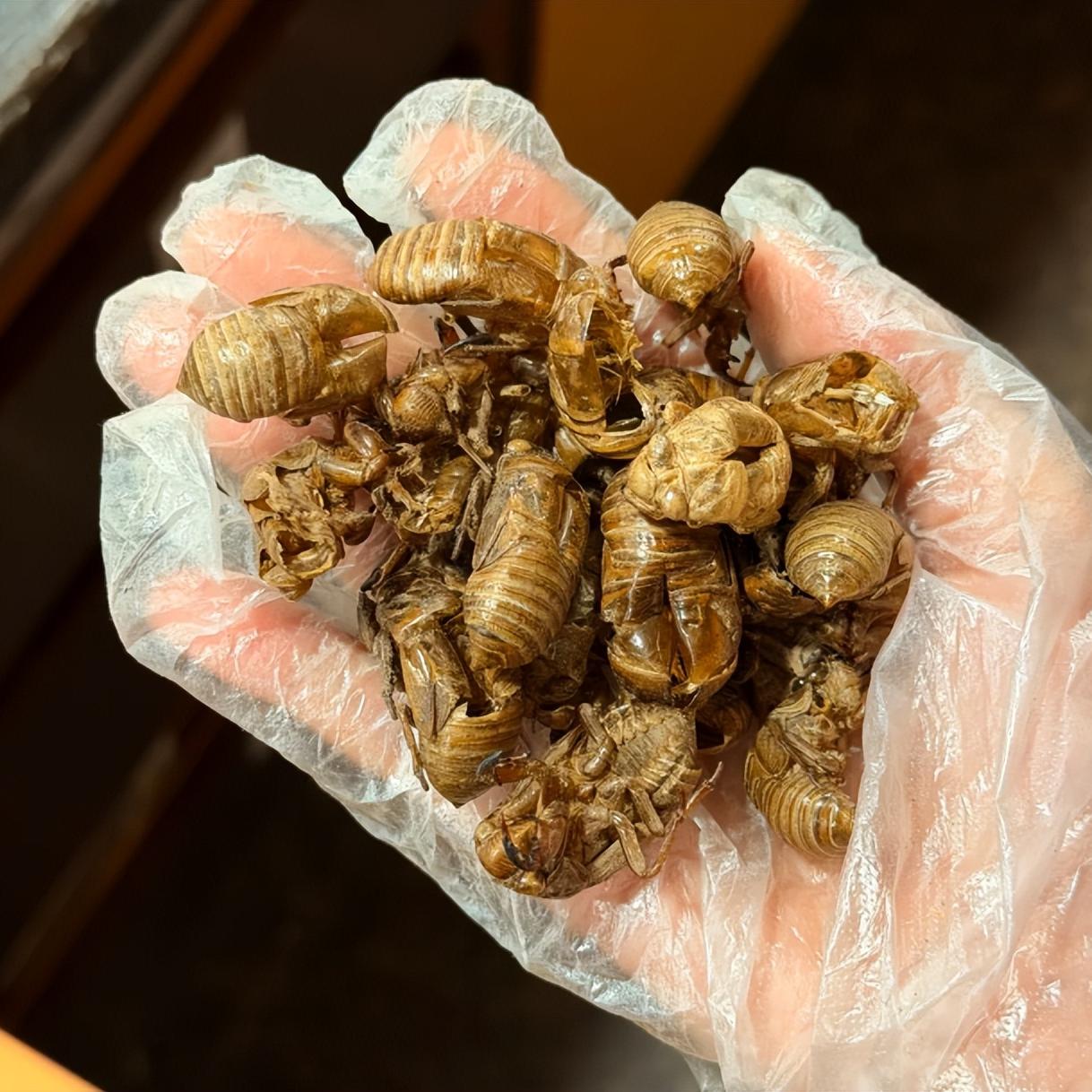 脑鸣反反复复，我门诊上常从“升清”和“通络”入手
大家好，我是陈玉龙教授，门诊三
