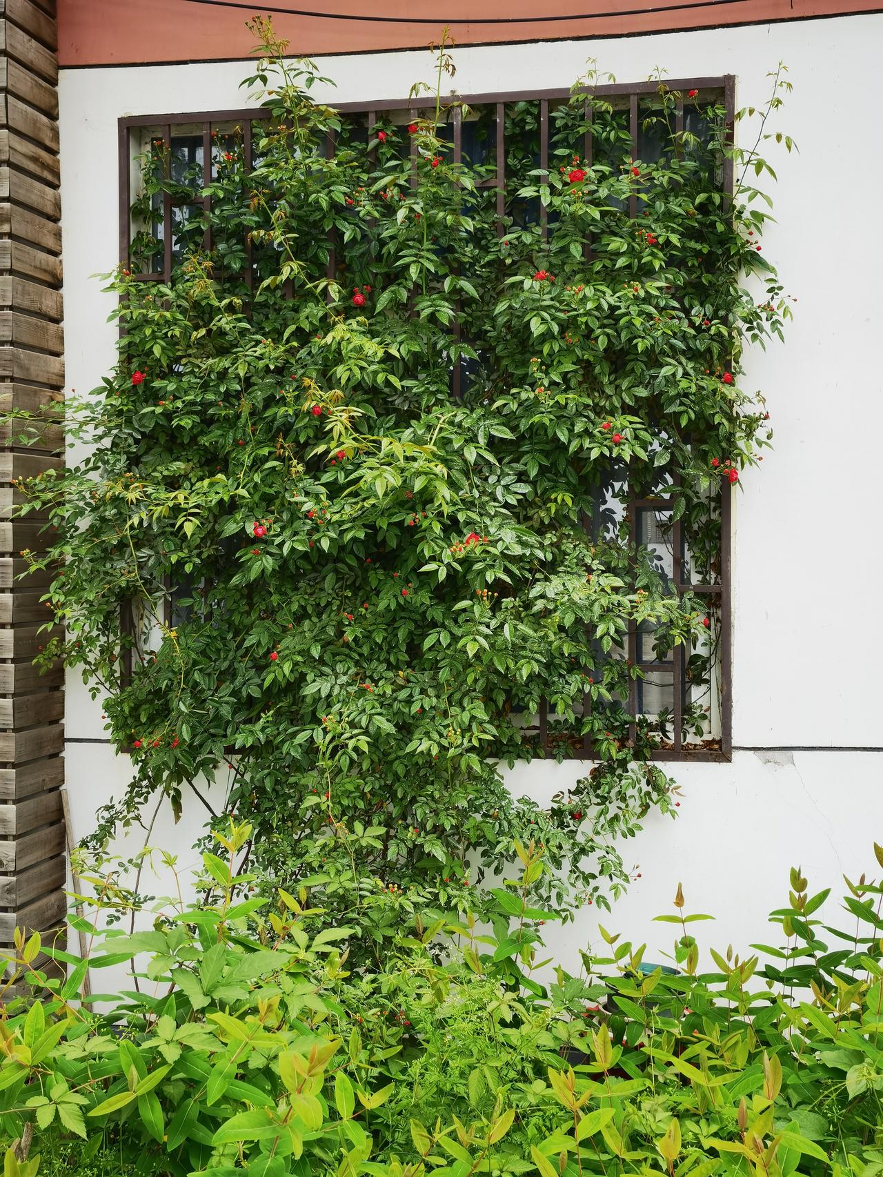 狂野的山花，都要上房揭瓦了！就弱弱地问一声：你们还让不让人呼吸了？[捂脸][捂脸