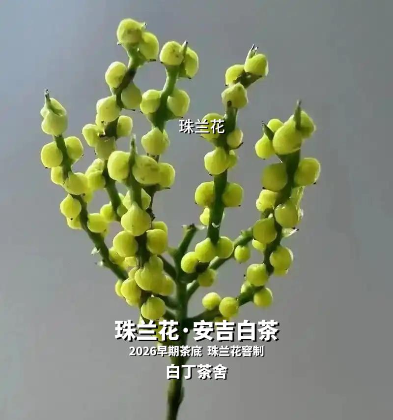 我的珠兰花·安吉白茶做好了[呲牙]珠兰花又叫金粟兰，珍珠兰，兰香清雅，和安吉白茶