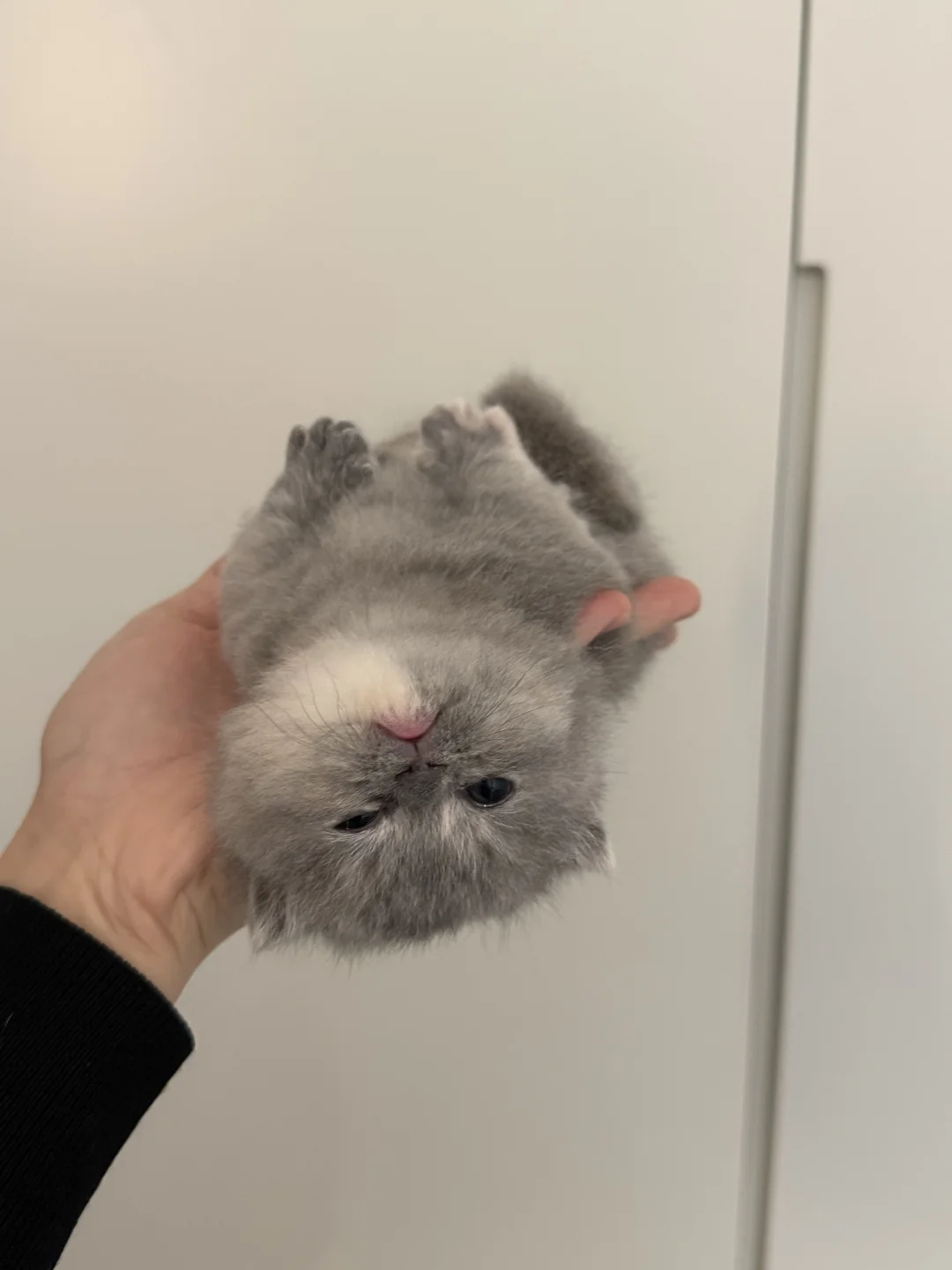 咪，请不要四脚朝天～