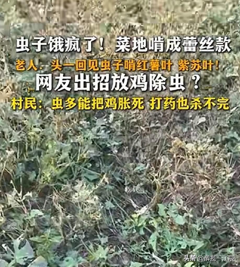 可以买一批小鸡崽，把叶子和虫子当食物，等鸡长大全卖了，应该可以挽回损失，甚至有赚