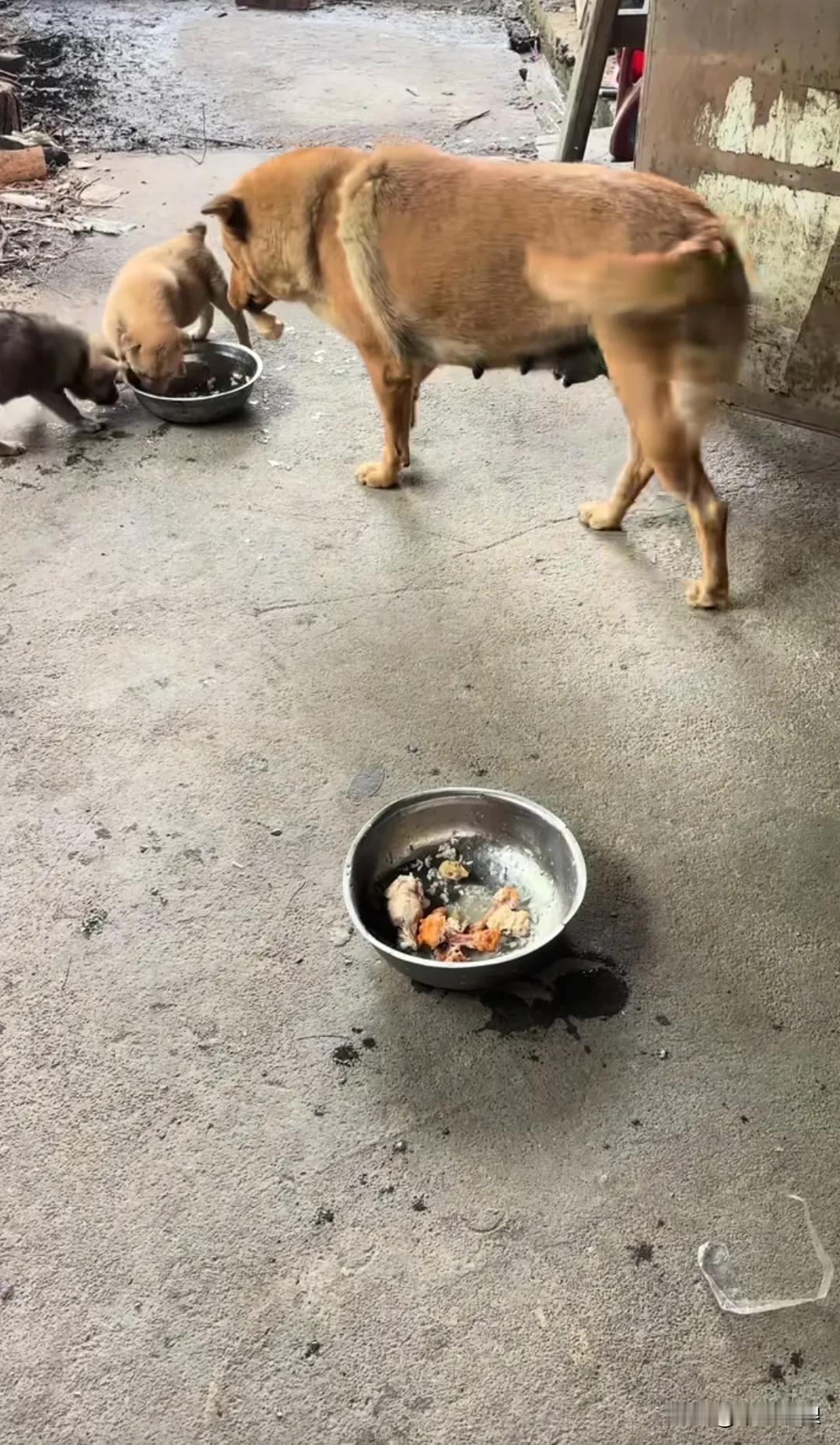 动物之间的情感很纯粹。就像看到的狗妈妈把肉肉让给孩子，自己啃骨头。这让我想起之前