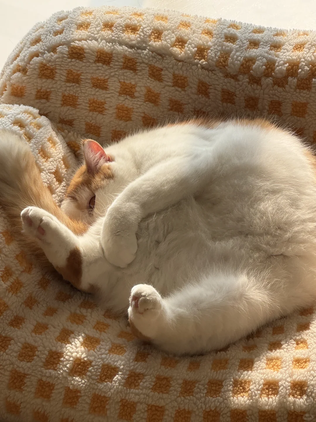 谁能拒绝这样的白胖猪咪！