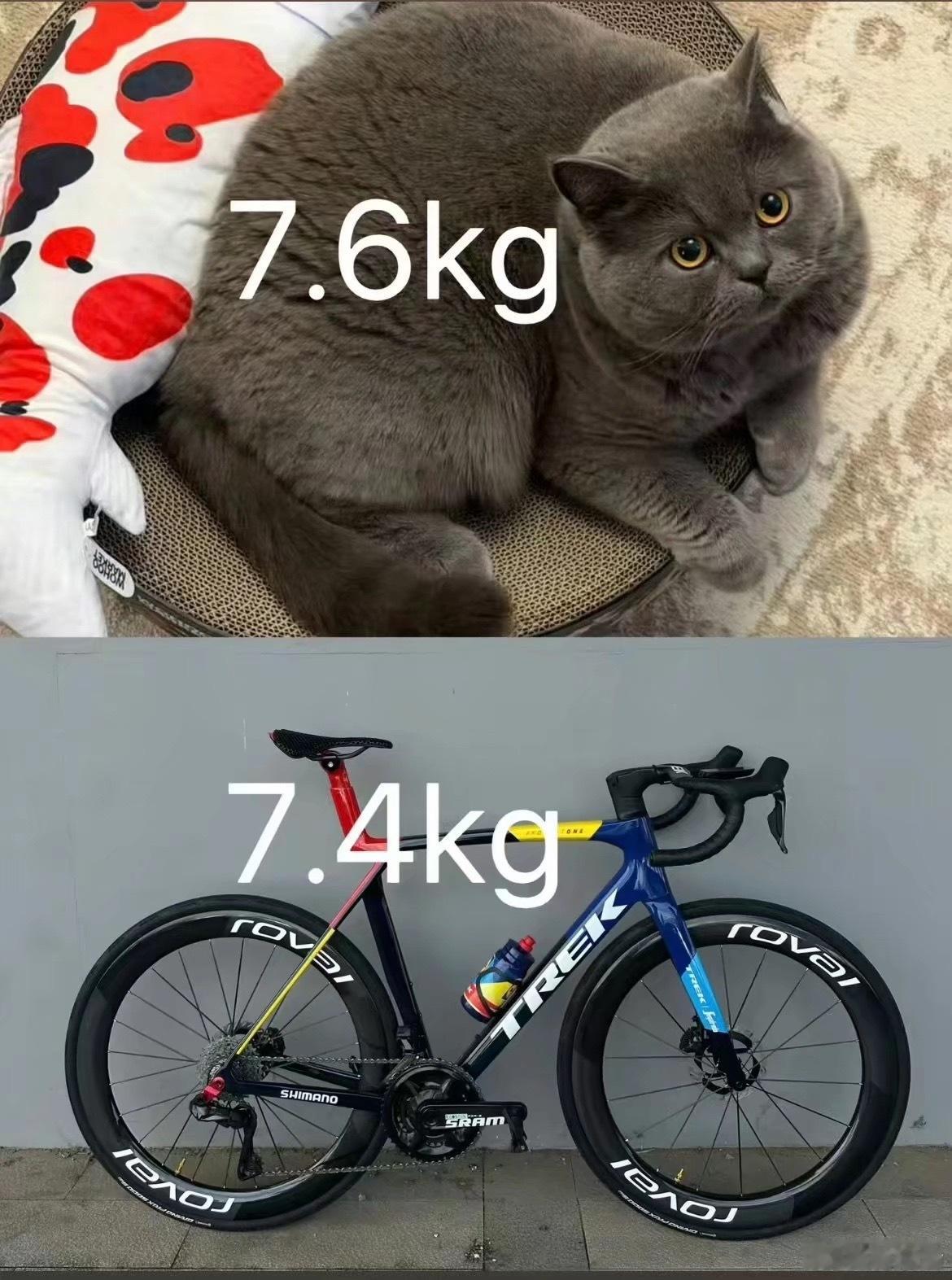 突然意识到小猫比自行车重 