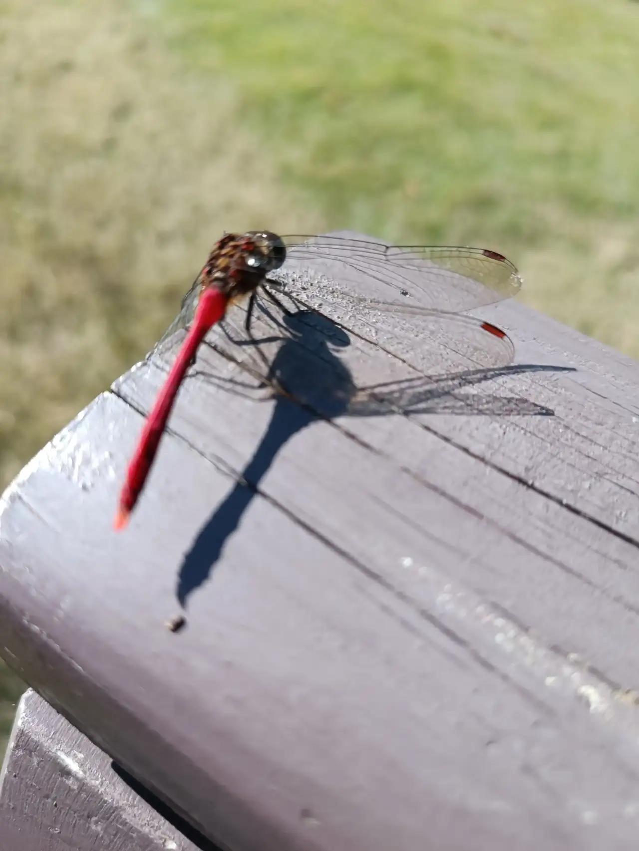 杭州太子湾公园很美，定位于杭州南山路，太子湾公园对面就是美丽的西子湖畔。

看今