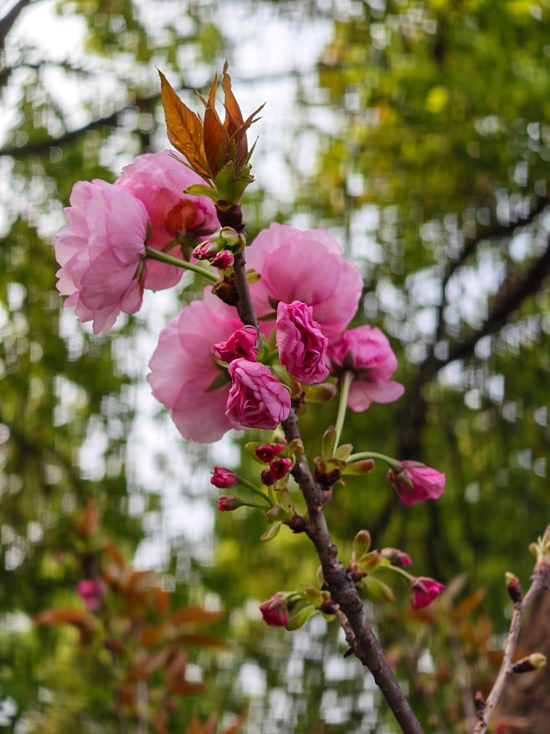 又是努力搬砖的一天！每天早起打卡