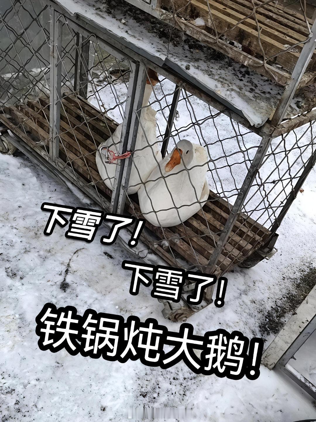 2025，鹅固有一死，或炖于老铁，或肥了别人。带上你的鹅，带上你的故事，咱们铁锅