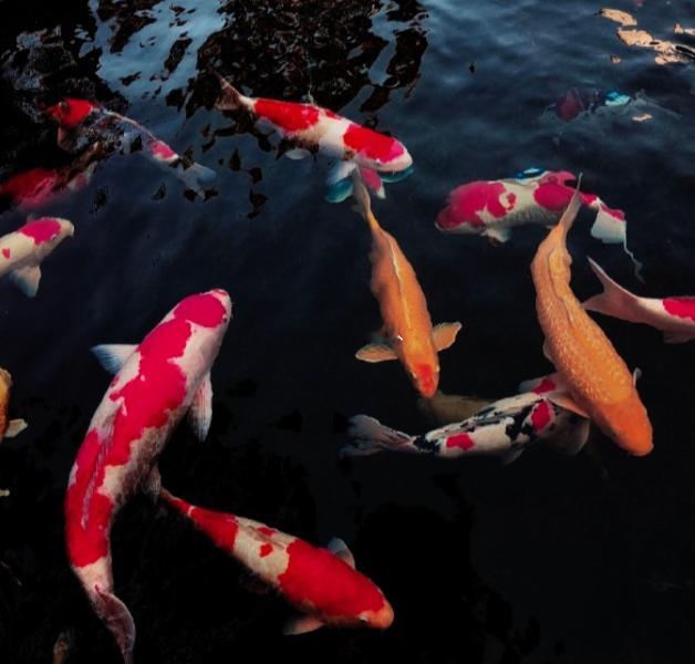 好运锦鲤一池锦鲤，满池好运愿你如锦鲤，顺风顺水，岁岁无忧🐟 