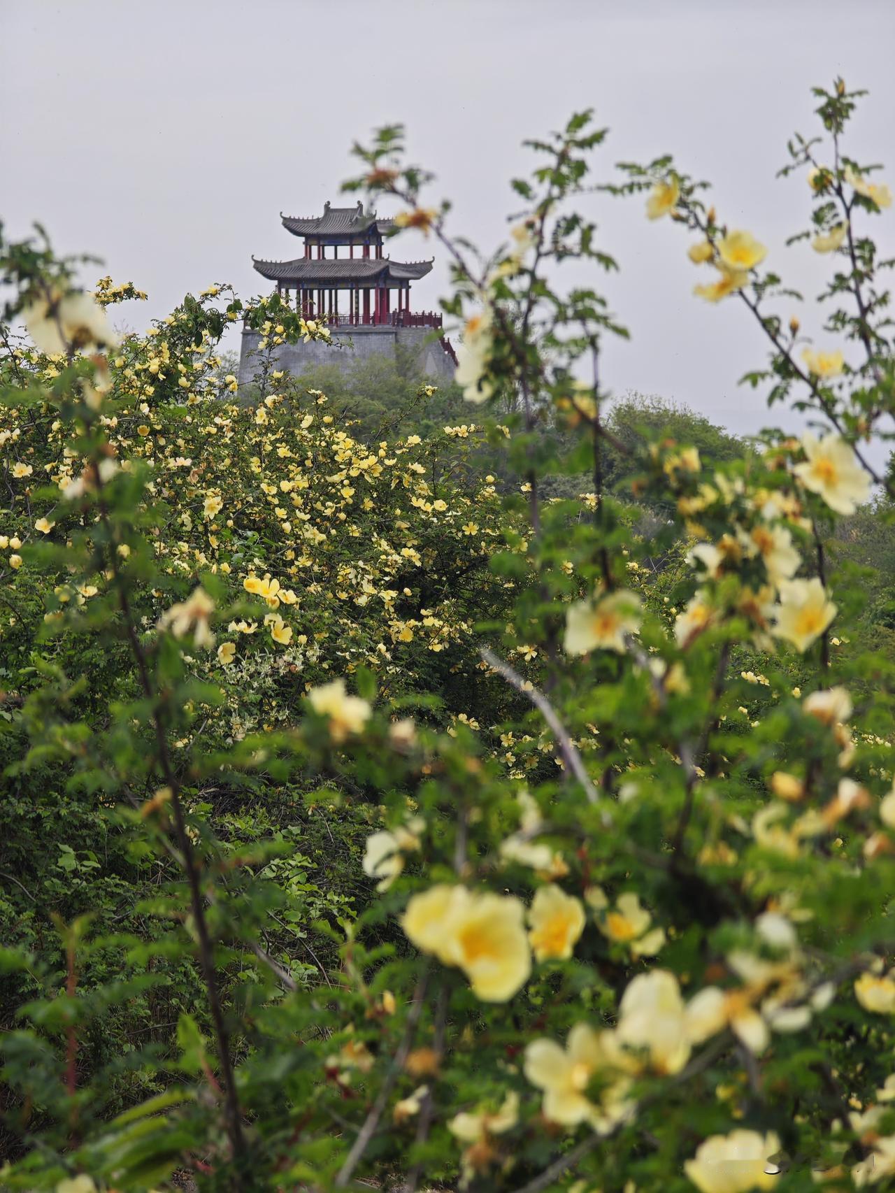 2026年4月11日实拍，宝鸡市渭滨区神农镇太平庄古弓鱼公园漫山黄刺玫盛开。