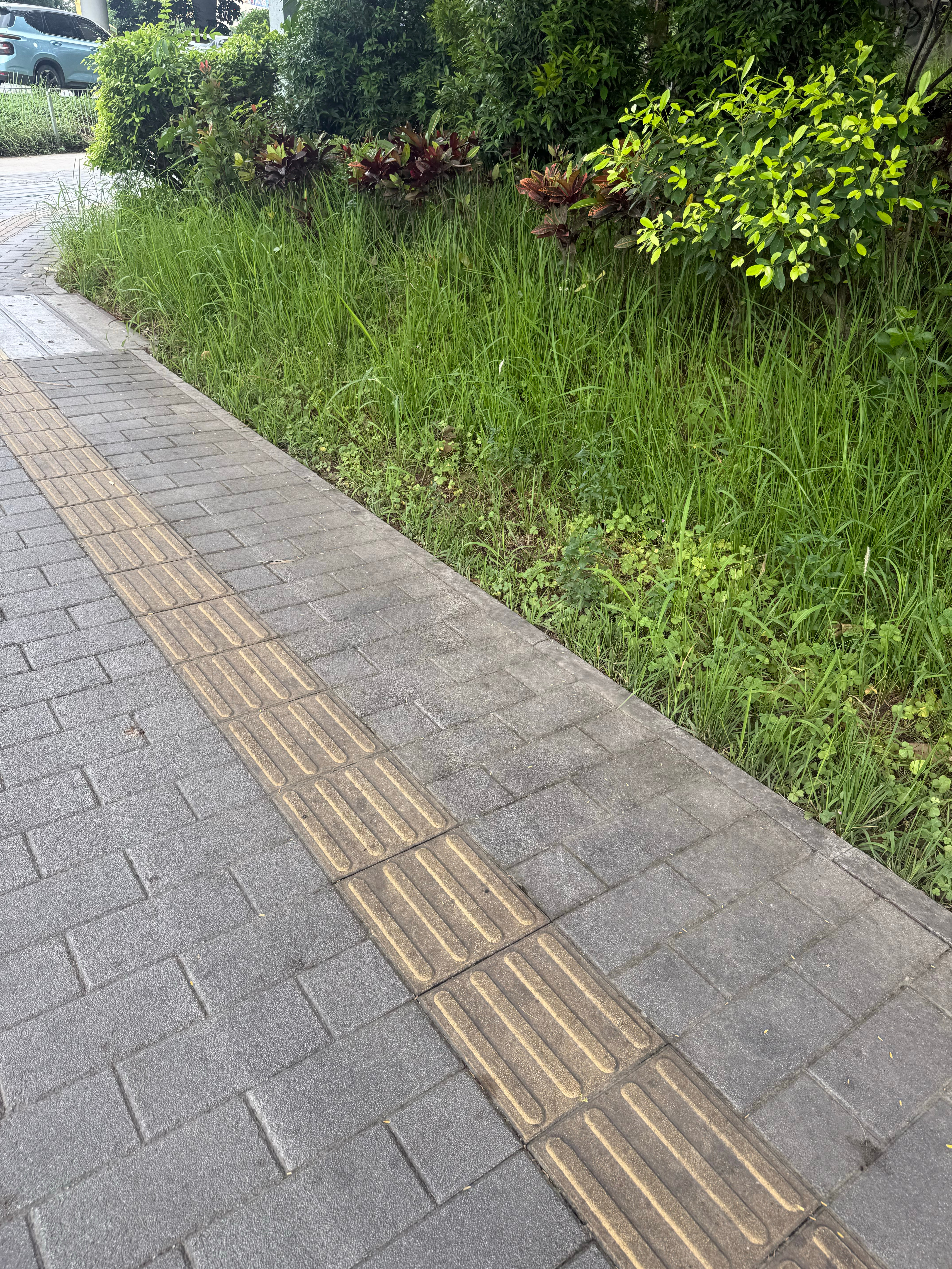 日常日常生活分享 我是没想到城市里面还有蛇，这蛇直接从我面前滑过去了，真的提醒大