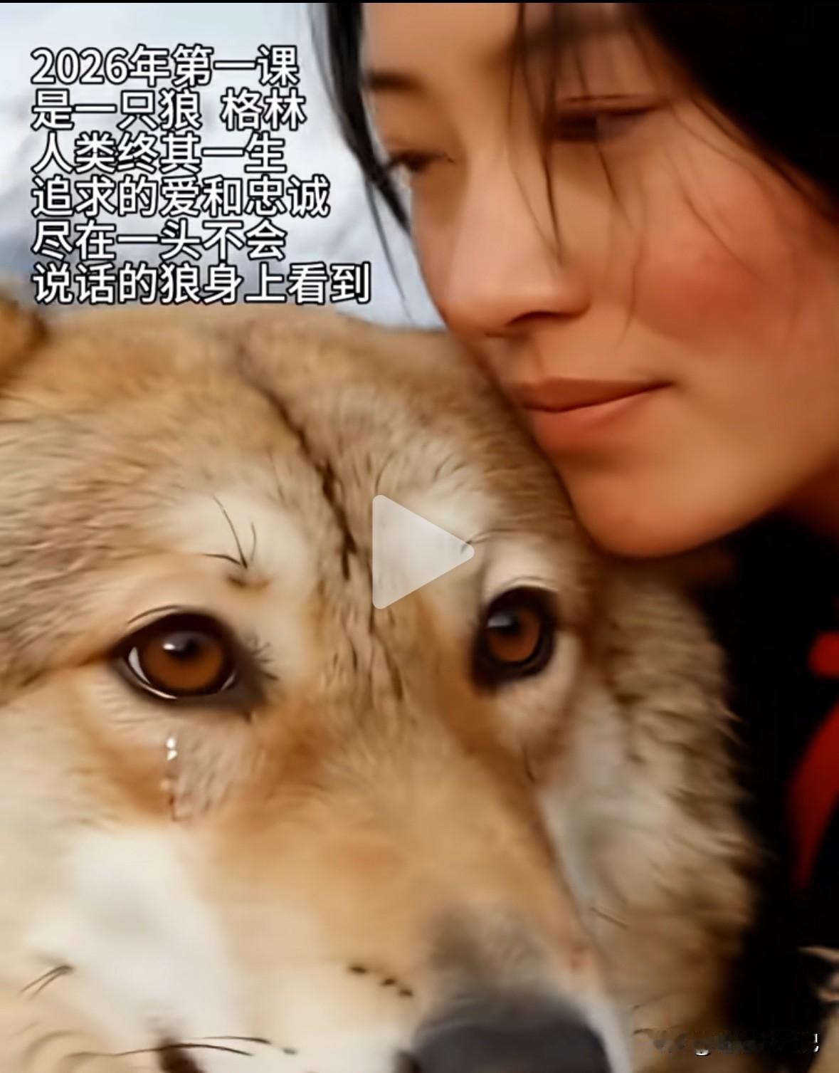 昨天被一只狼感动，我真的无法想象，7年时间，一条妈妈用来救它孩子的红色腰带，一直