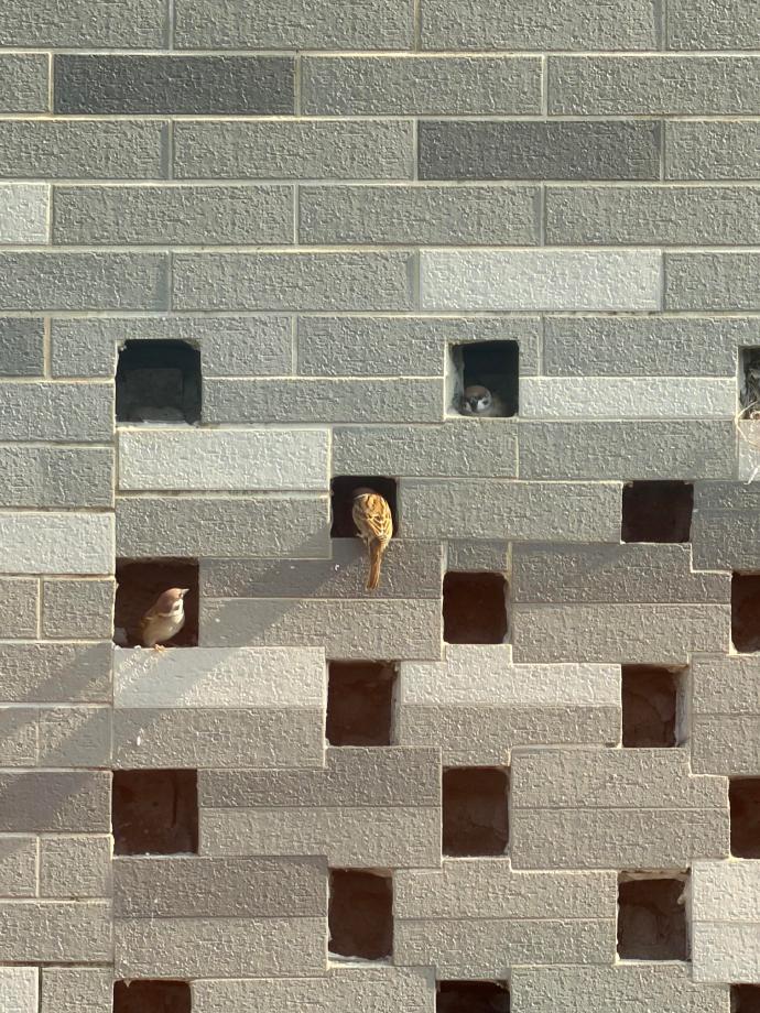 麻雀们也有属于自己的商品房 