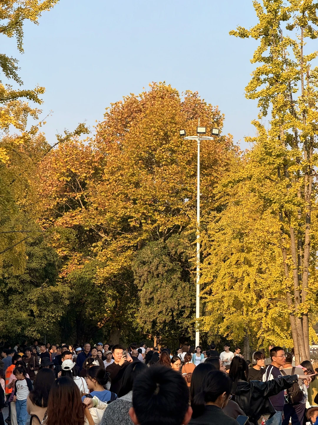 长沙烈士公园绝美银杏🍂11.16实况！！