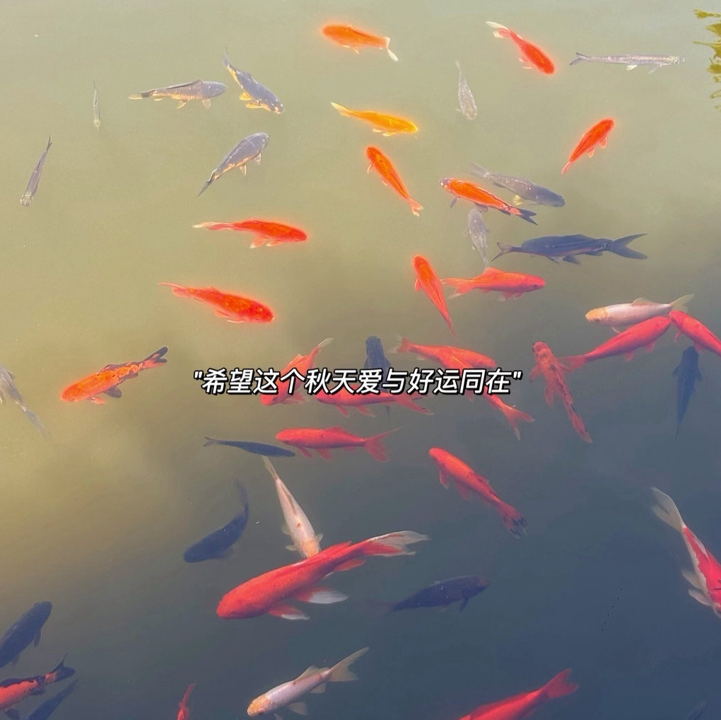²⁰²⁶/₀₈.₀₇ 𝐴𝑢𝑡𝑢𝑚𝑛🍂立秋 忽而夏逝，却已立秋，秋天
