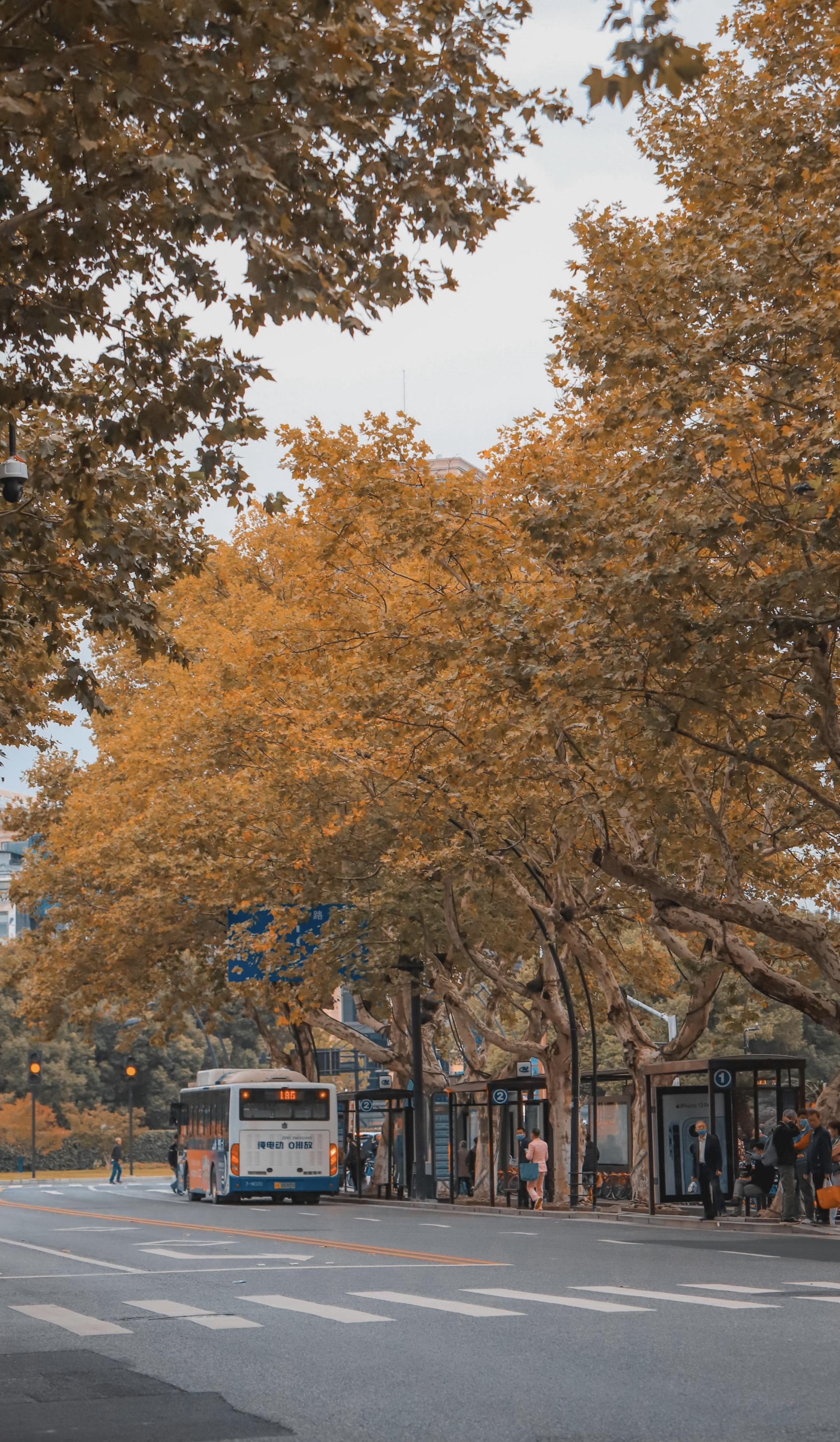 秋日树景🍂出片全攻略。今天扛着📷在银杏林暴走3小时，整理出保姆级拍...