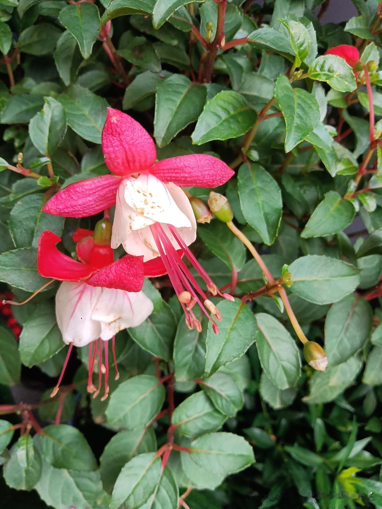 花市拍花04
