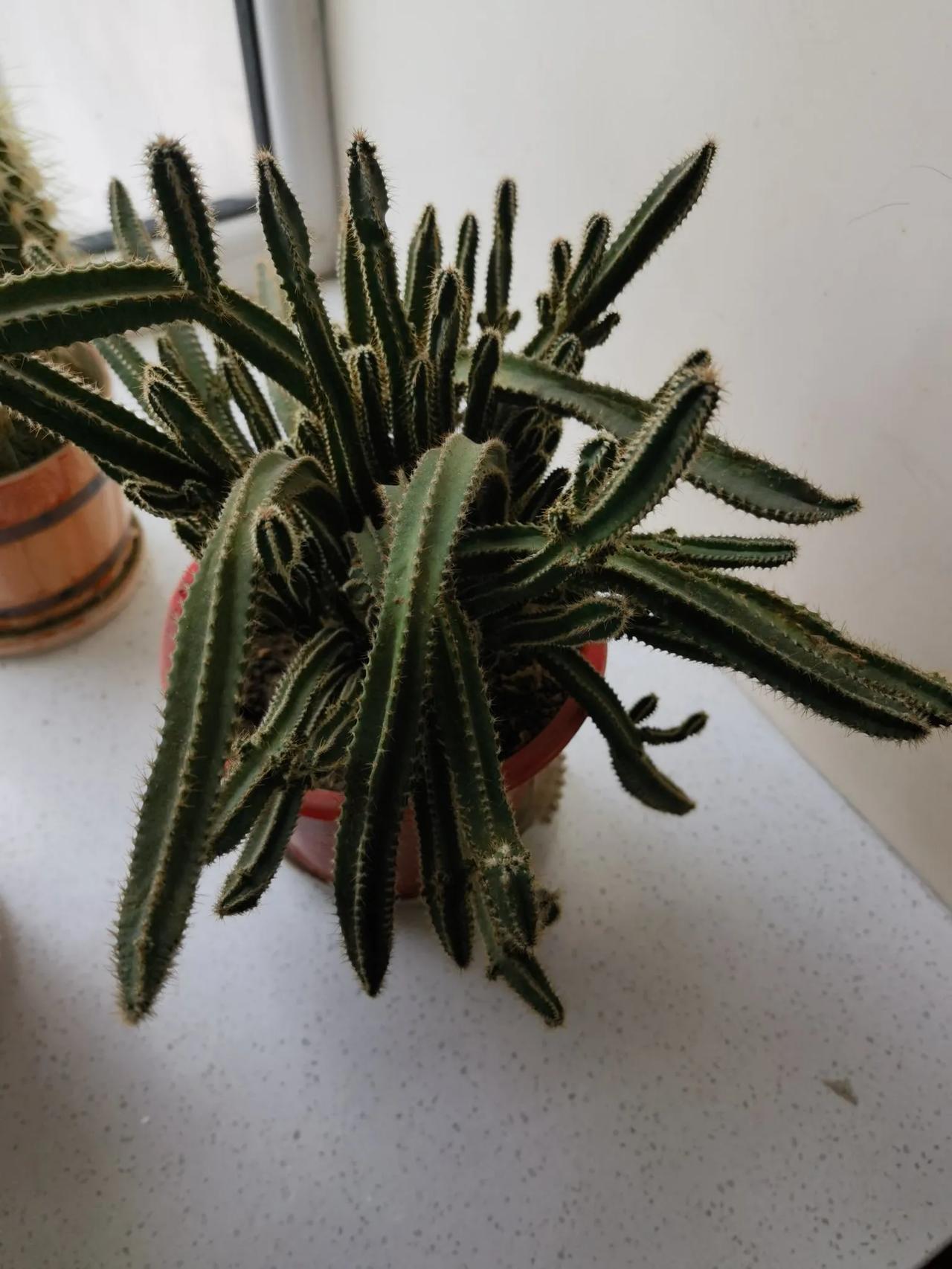 看看这个花也不知道怎么长的，歪歪扭扭的，具体叫什么都忘了。除了长势难看，生命力还