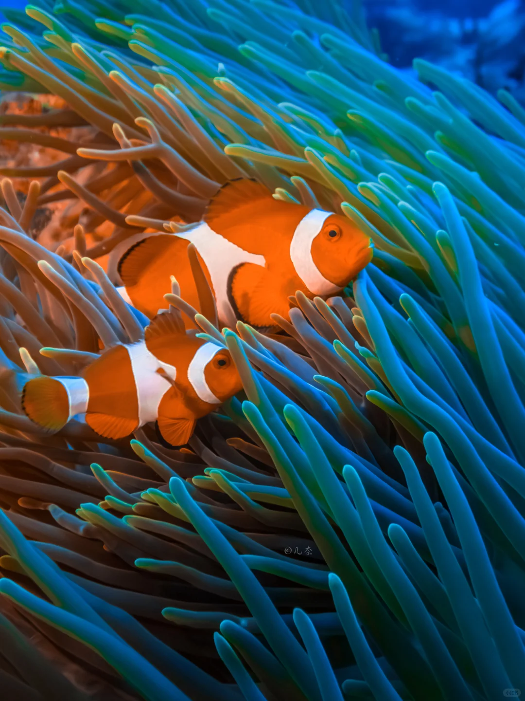 潜水摄影丨我在菲律宾海底30米拍到了小精灵