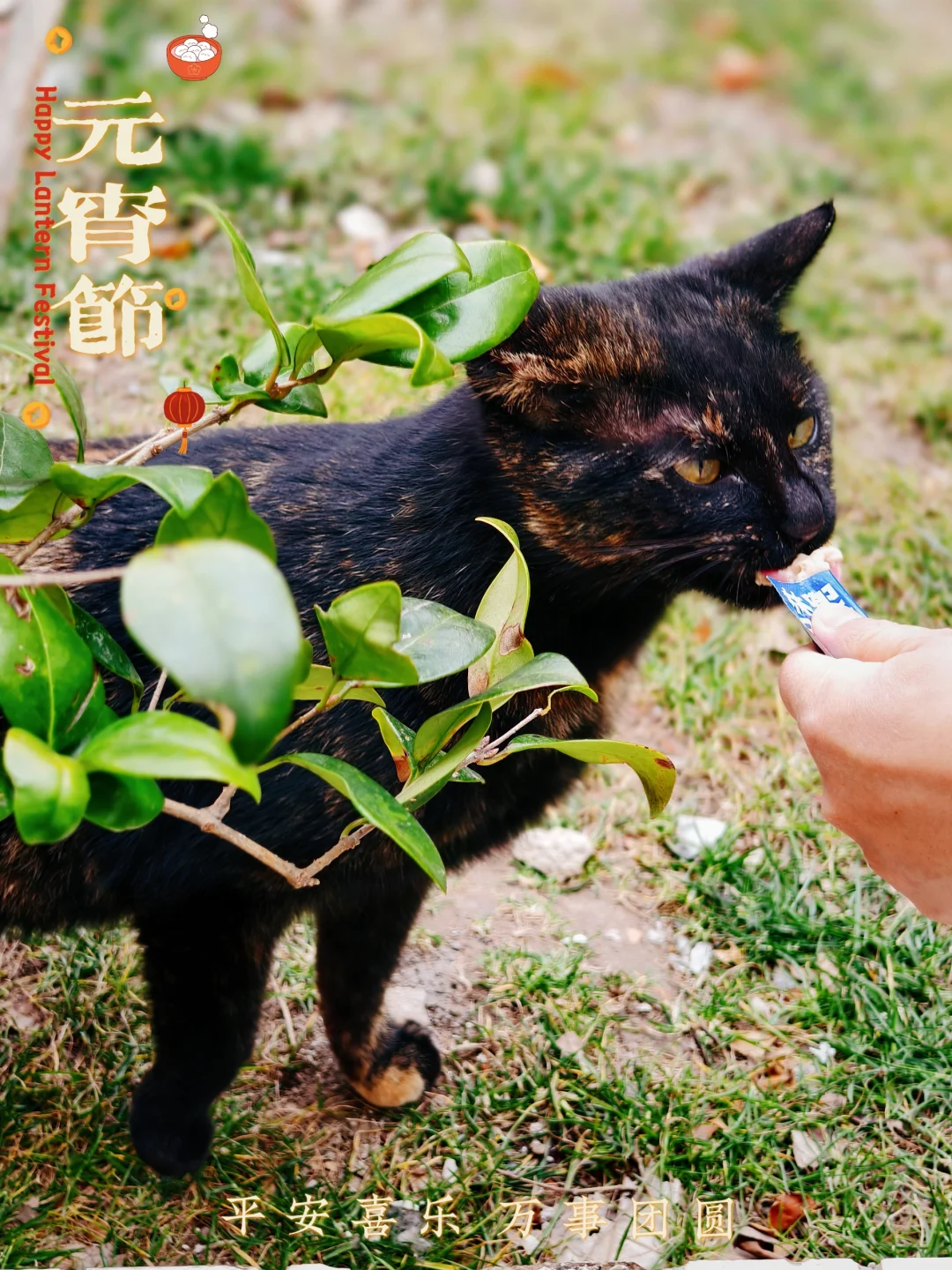 来元宵节了，猫猫也要过！