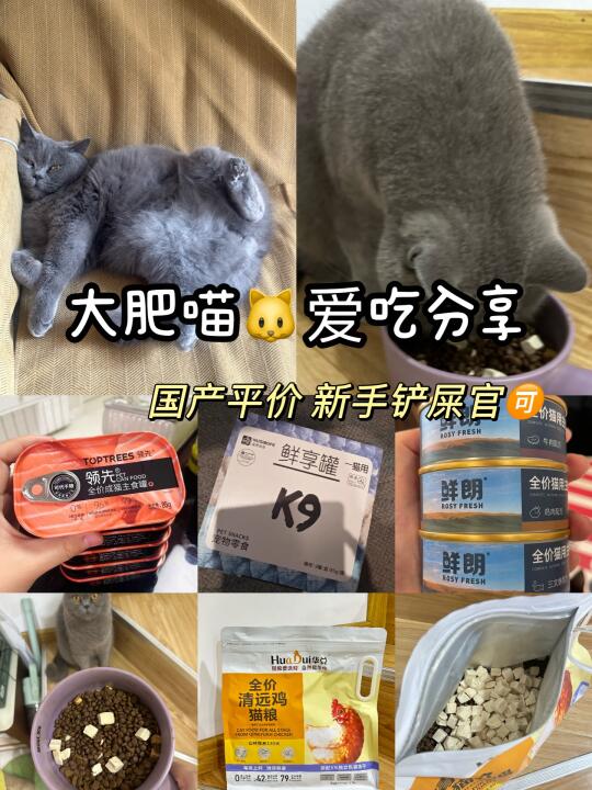 月半小猫都在吃什么捏❓新手抄作业