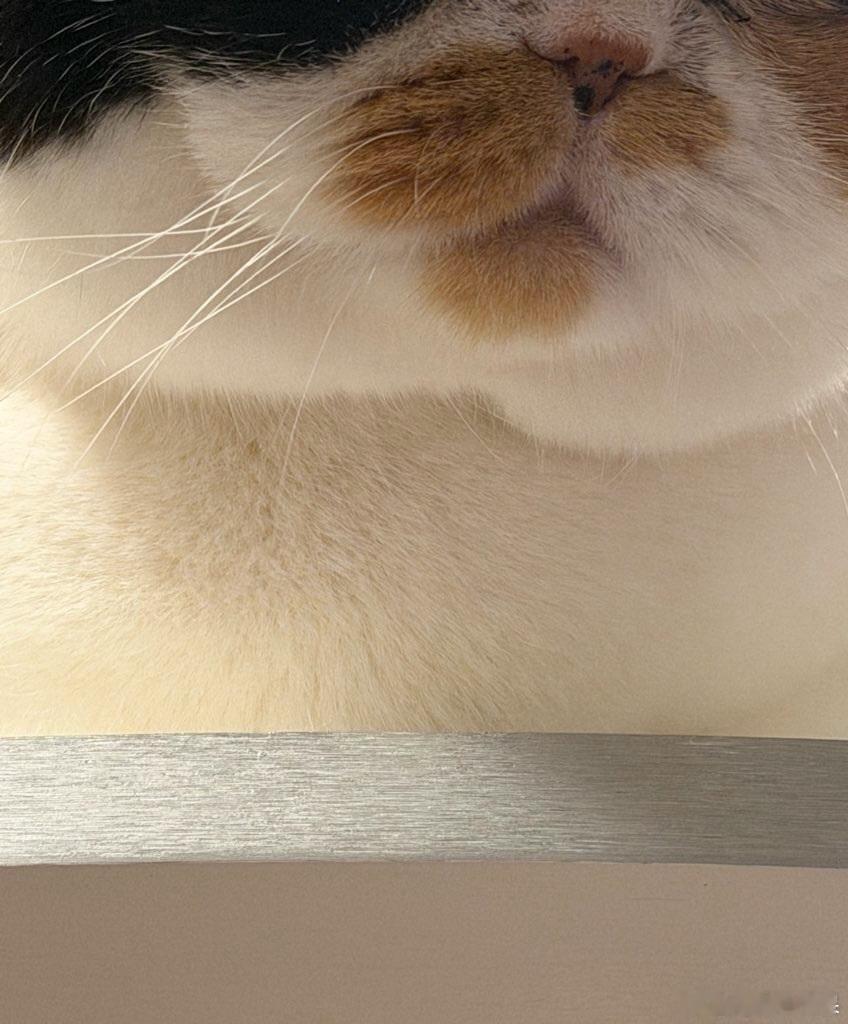 凶萌饭团猫..cr：oage_cat 