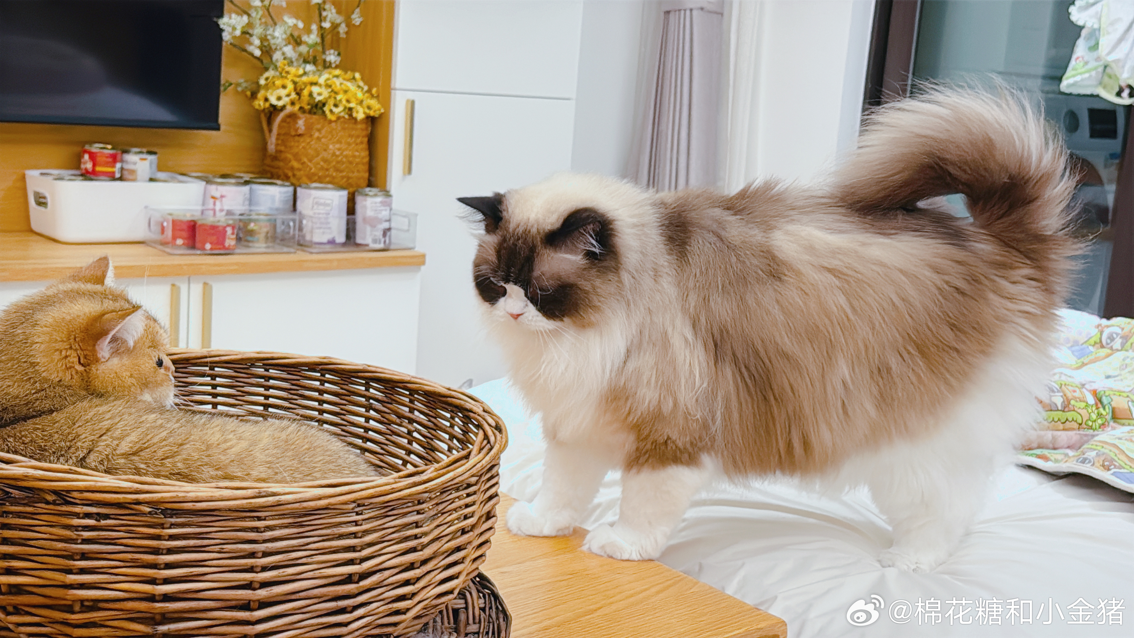 除了猫猫头没有一样像猫猫。 