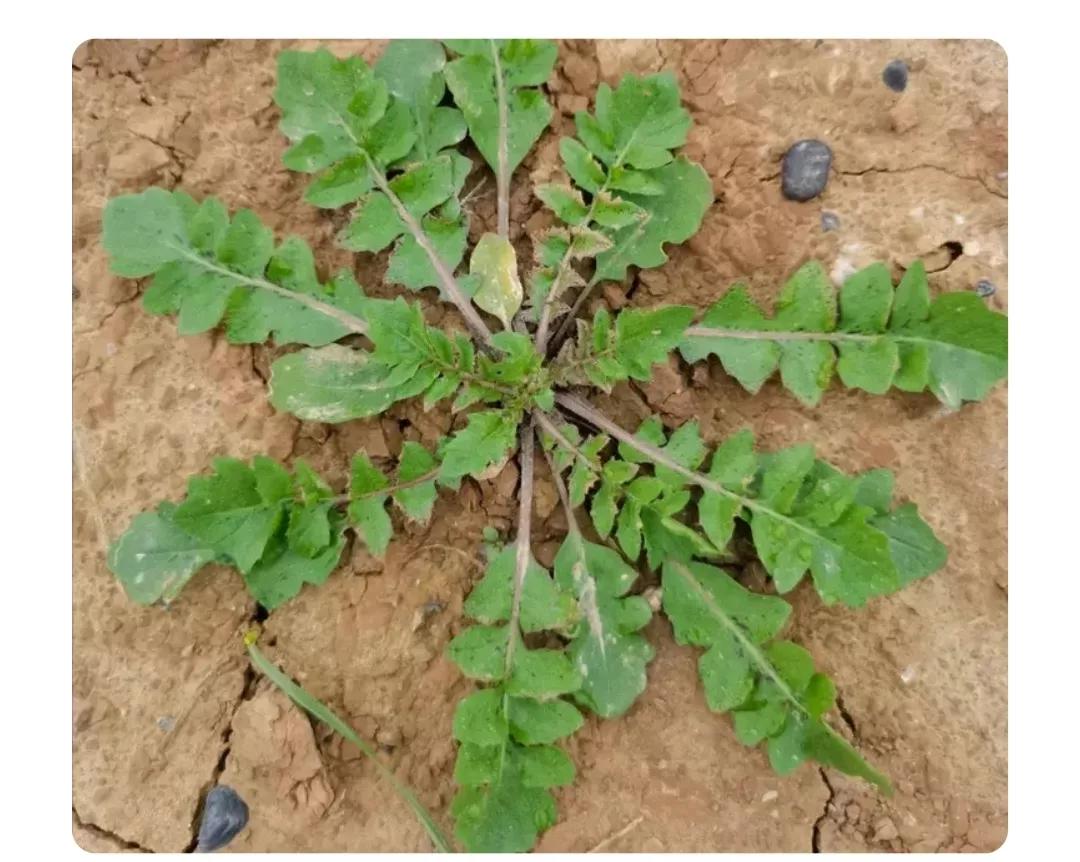 #春日生活打卡季#春天，是吃野菜的最佳季节，荠菜是较早的，地还没化冻，它泛起青绿
