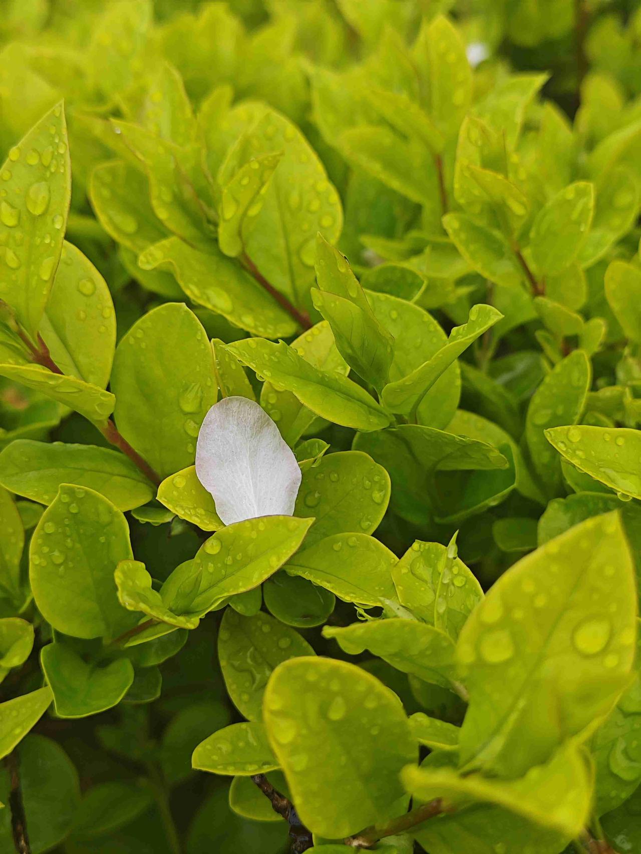我的今日状态：😁轻松愉快
我这里的天气：☁️阴天
不知什么时候的雨，
收获落花