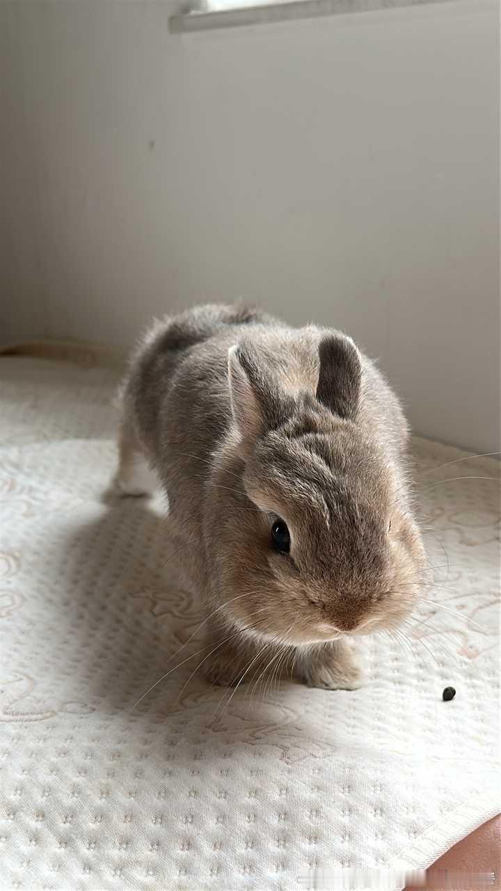 14513🐇【猎豹】蓄势待发 