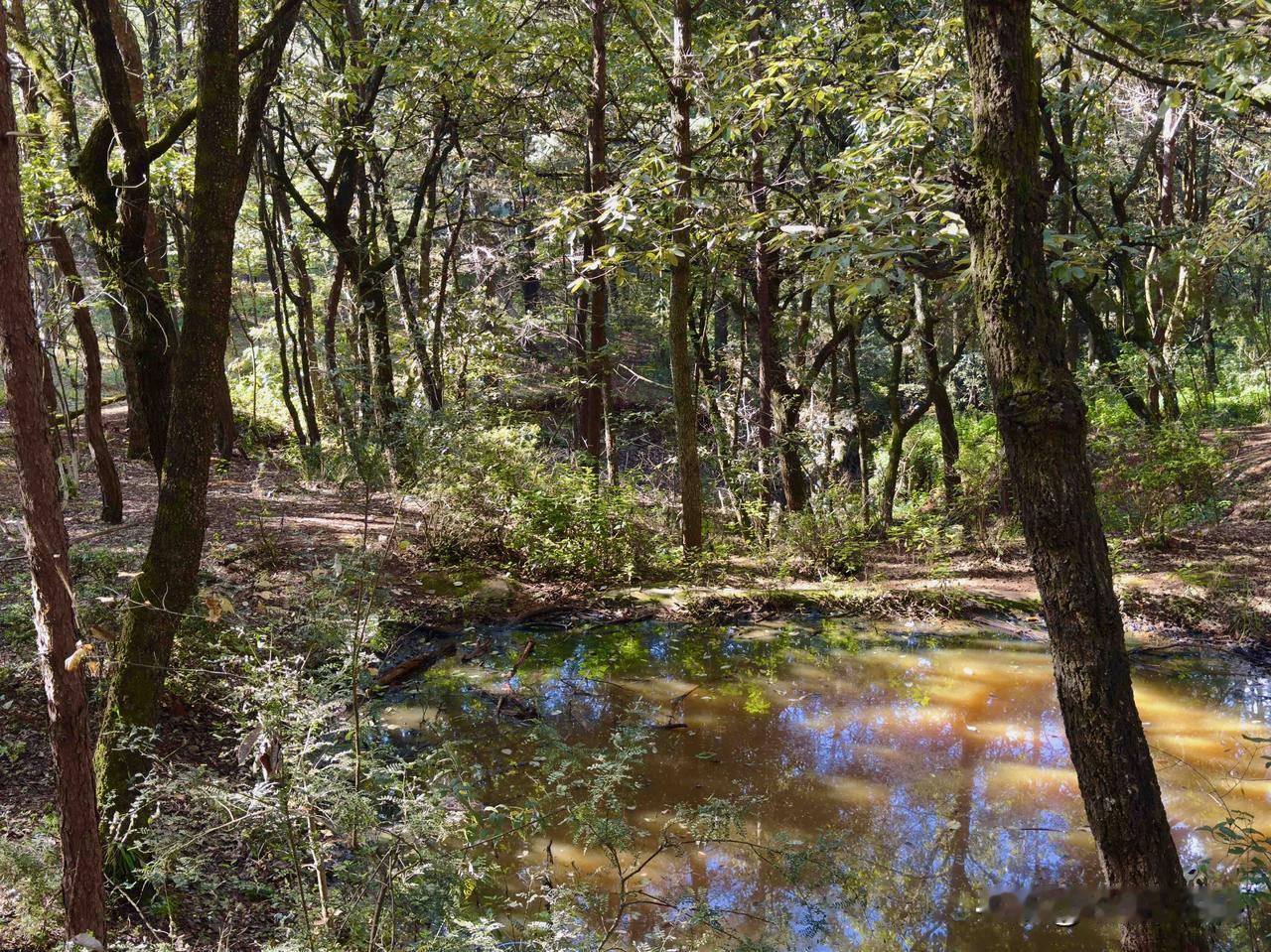 分享一张最近随手拍的照片在森林中间有一潭水，折射出一些色彩。