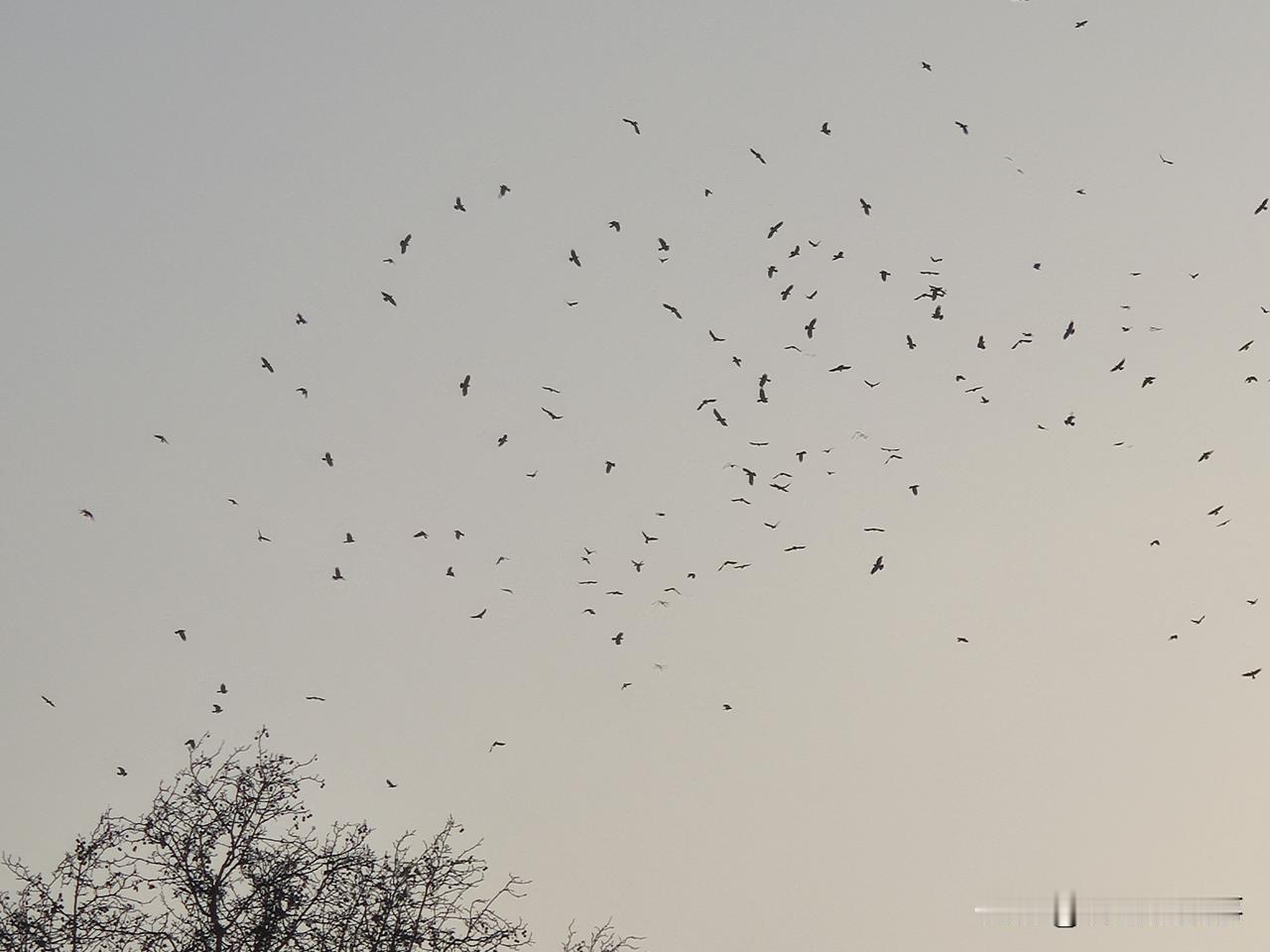 郑州街头随手拍:冬日傍晚的郑州天空出现的乌鸦群。每年的冬天早晨和傍晚在郑州市闹市